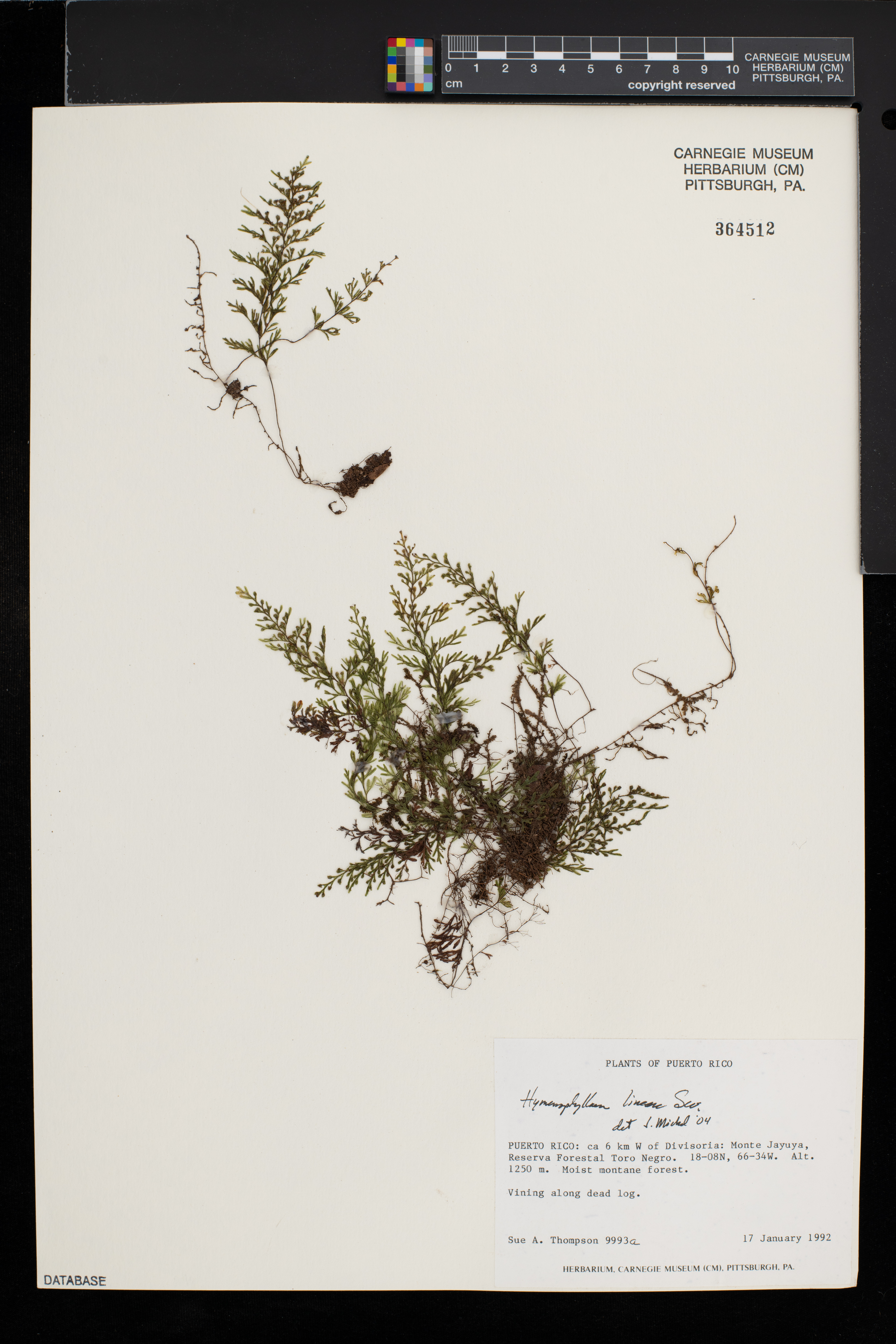 Hymenophyllum lineare image