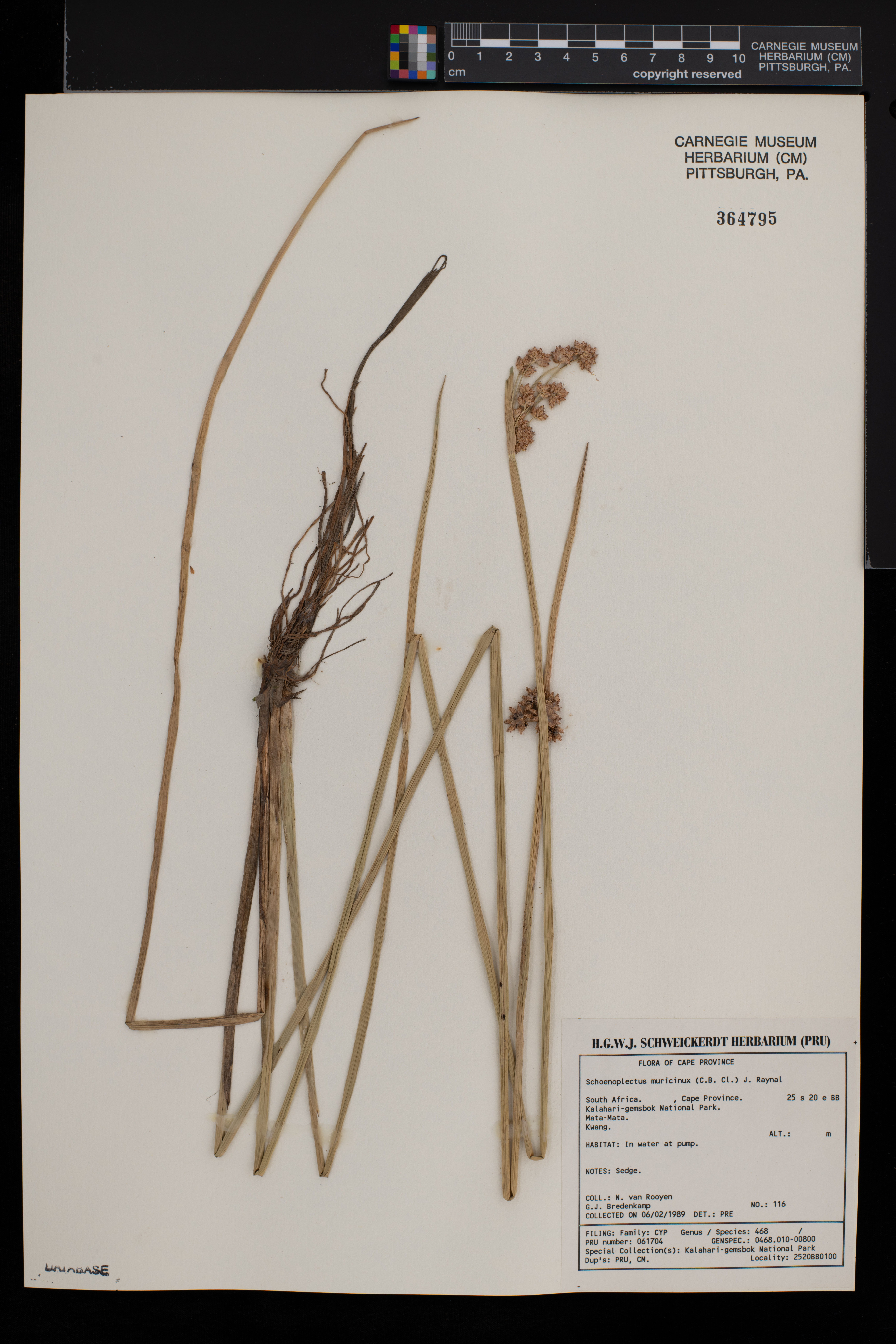 Schoenoplectus muricinux image