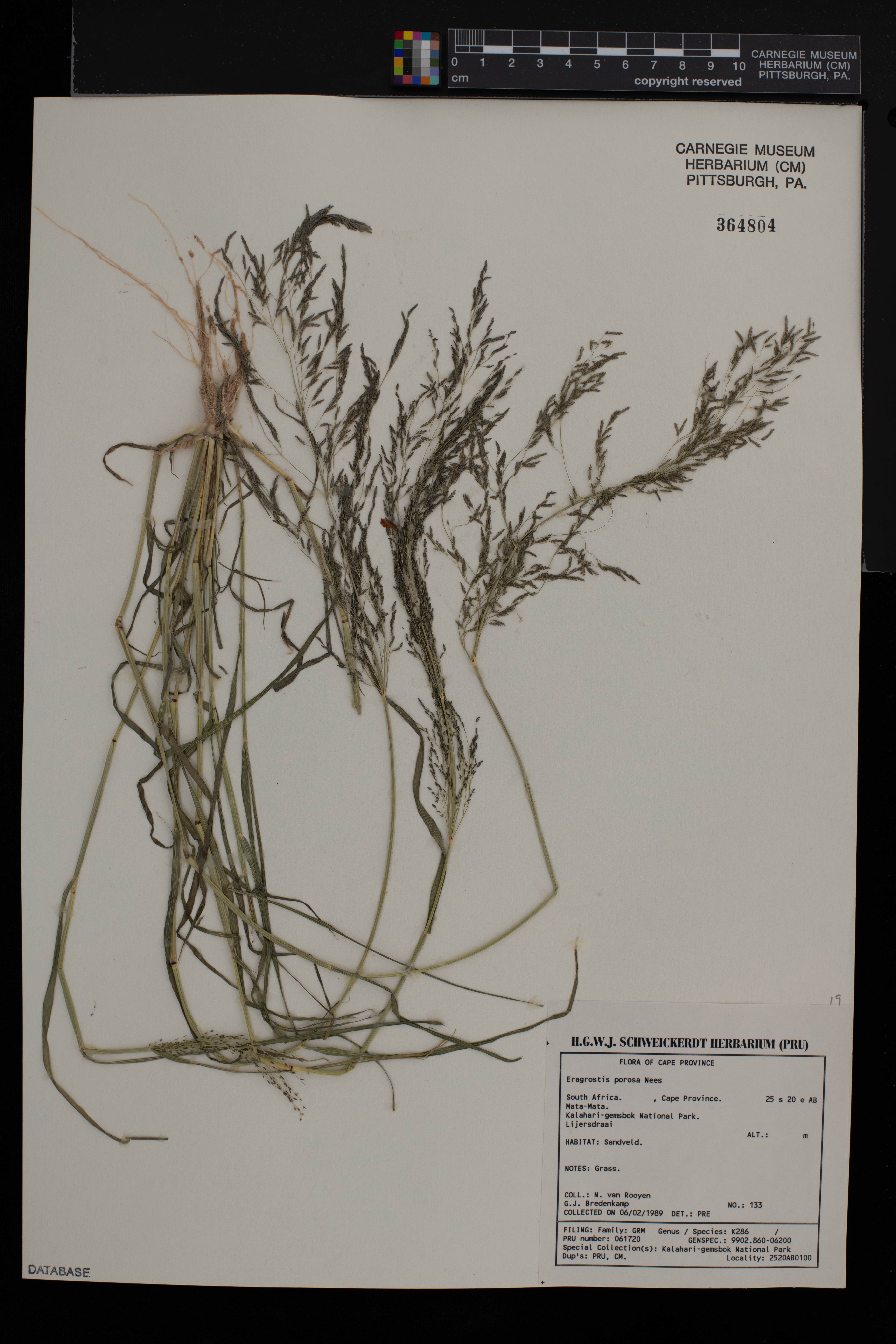 Eragrostis porosa image