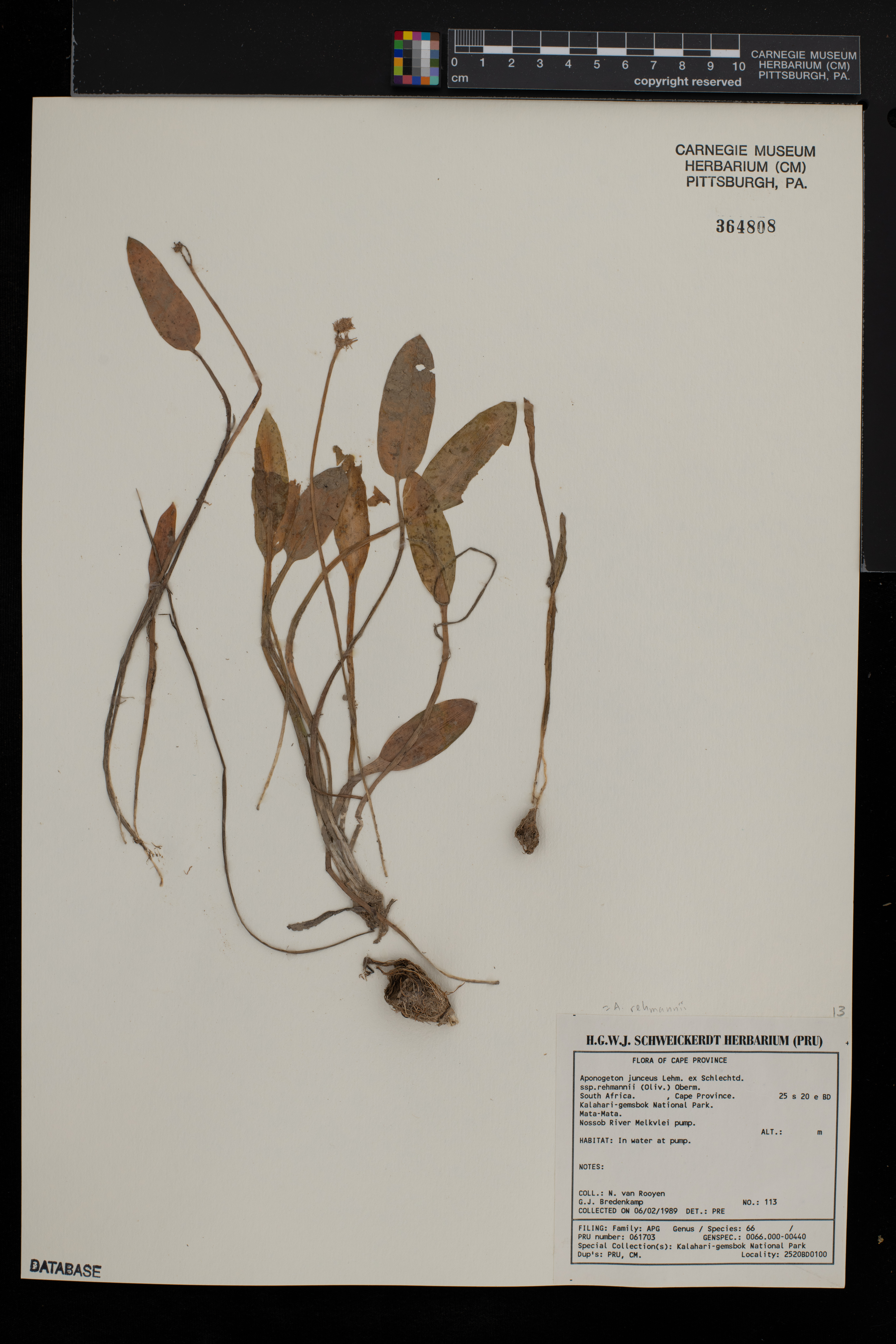 Aponogeton rehmannii image