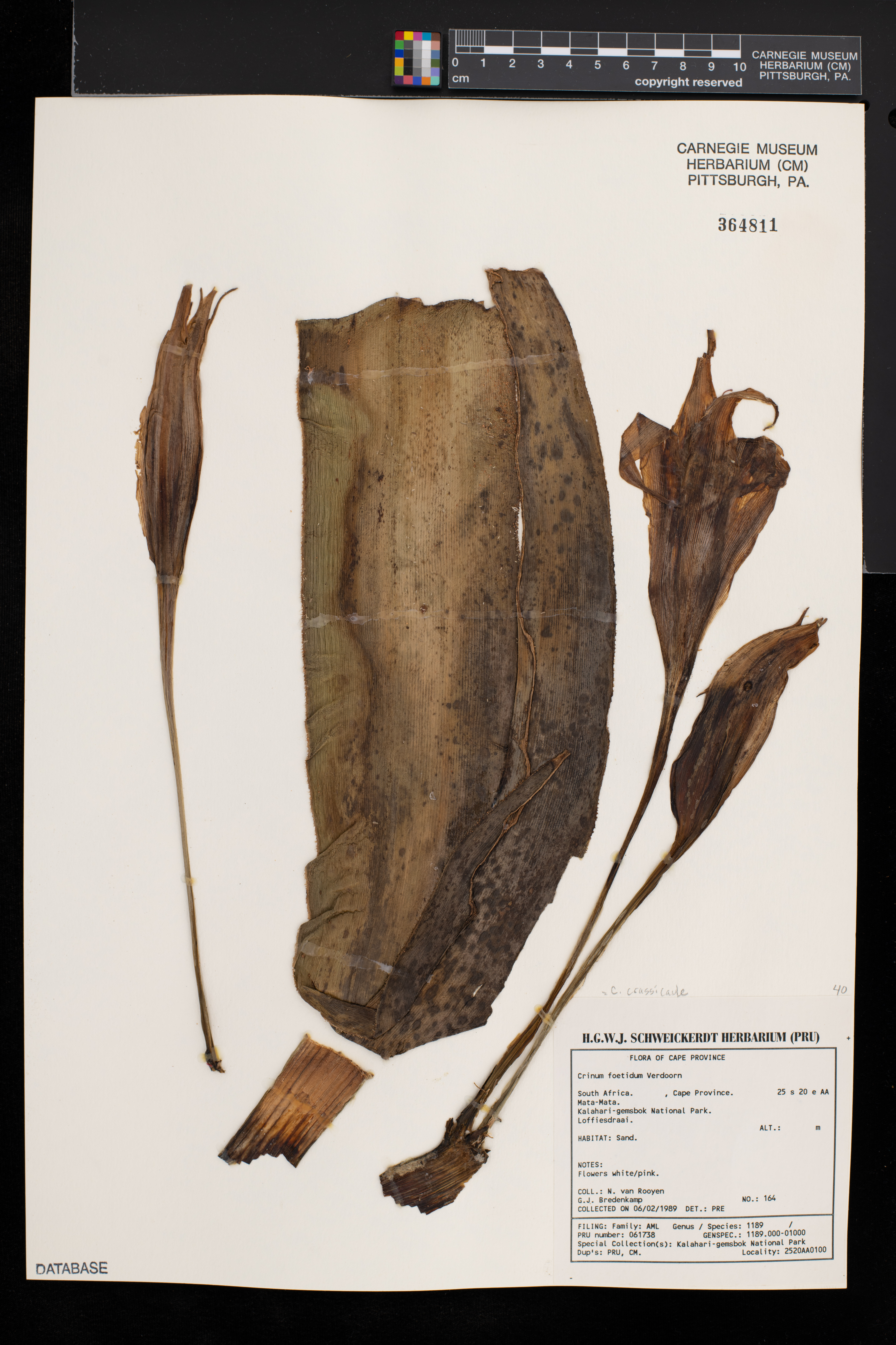 Crinum crassicaule image