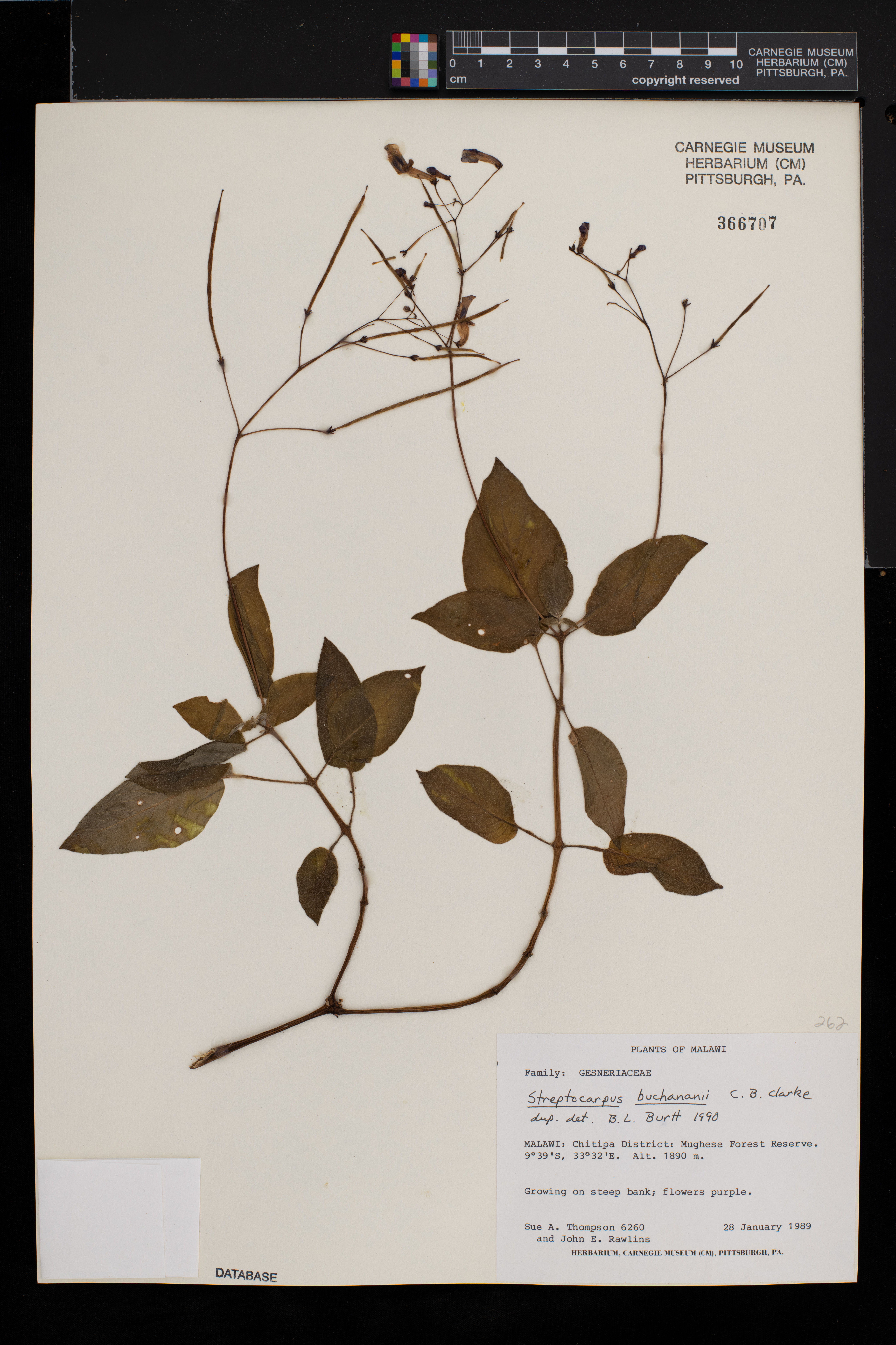 Streptocarpus buchananii image