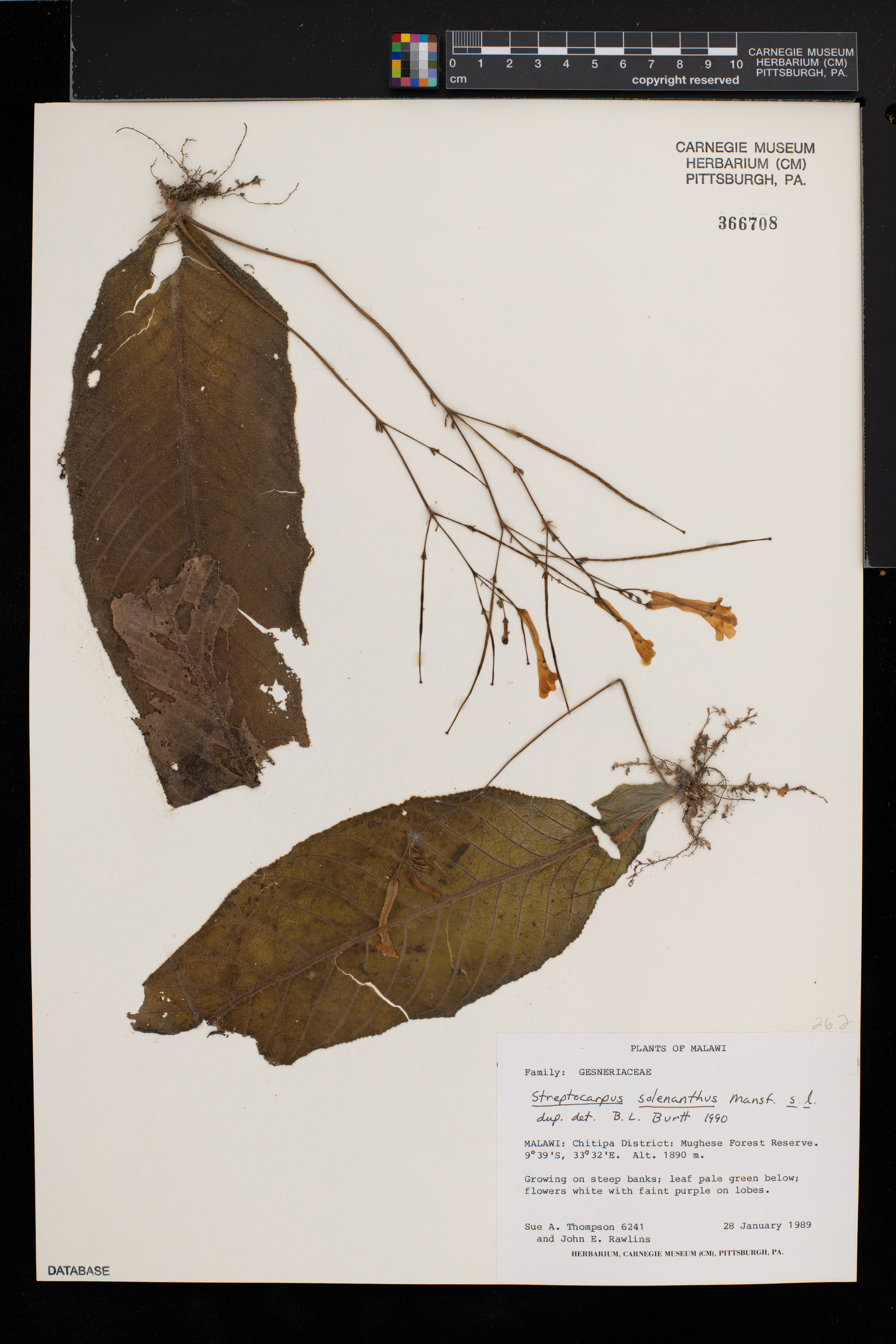 Streptocarpus solenanthus image