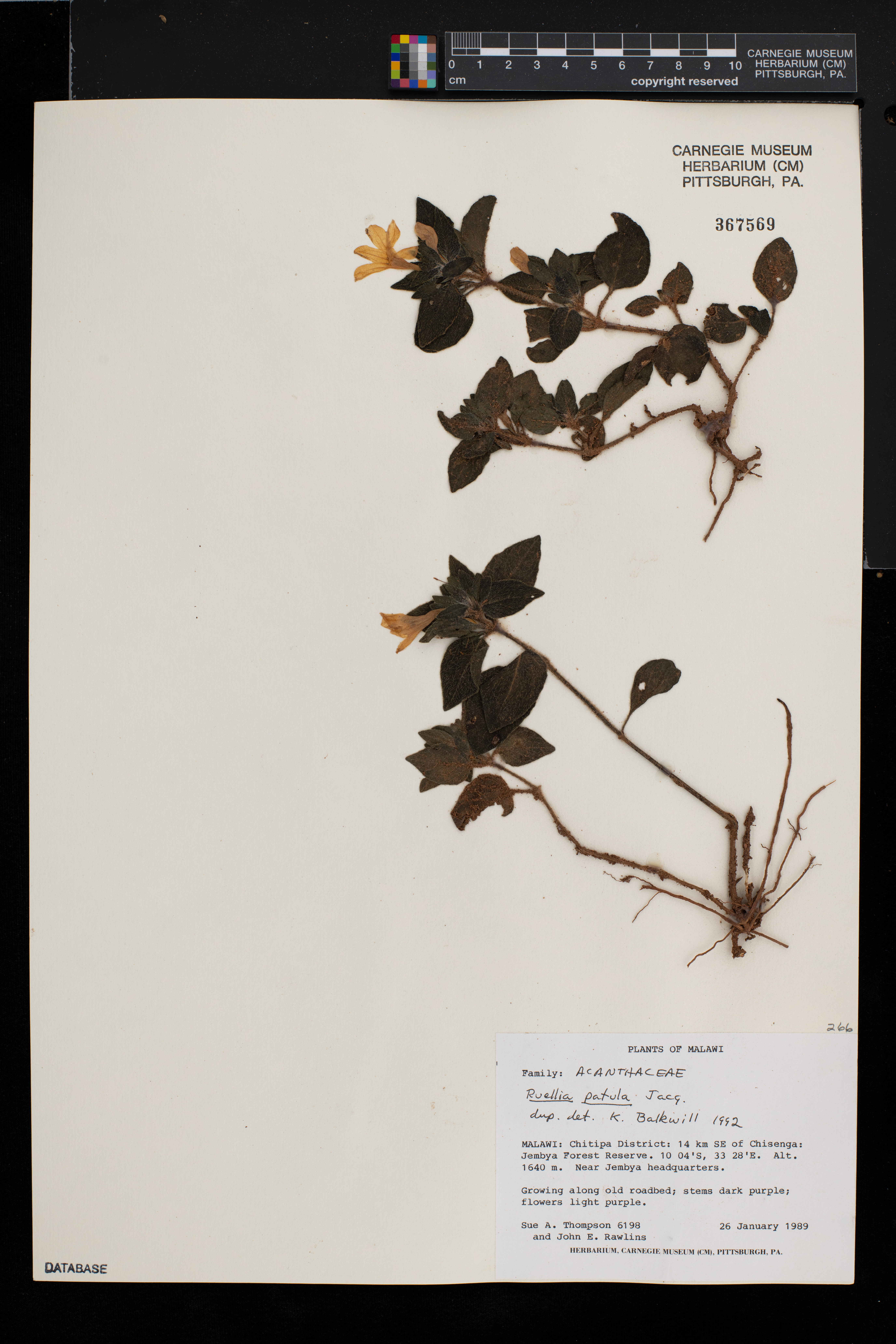 Ruellia patula image