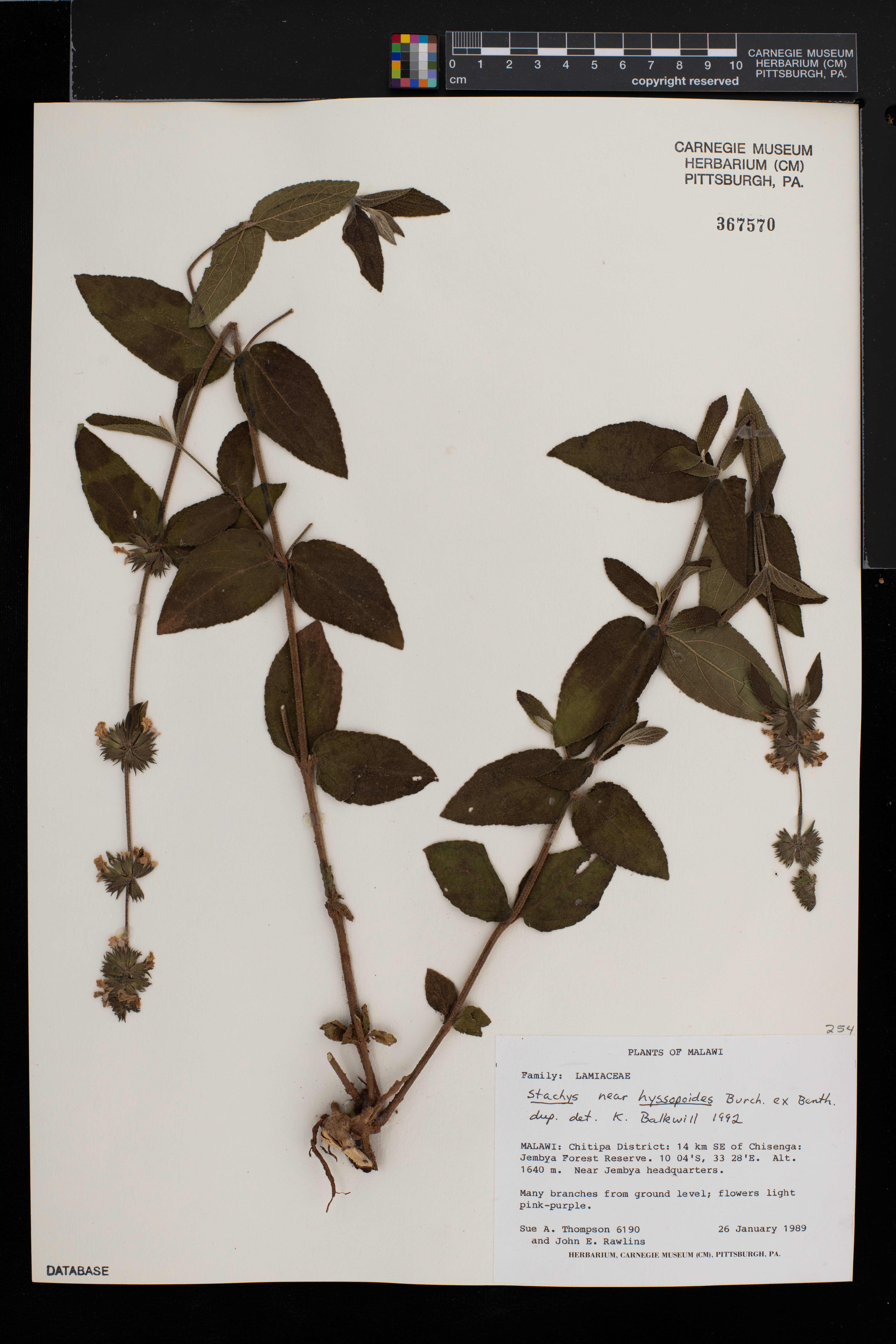 Stachys hyssopoides image