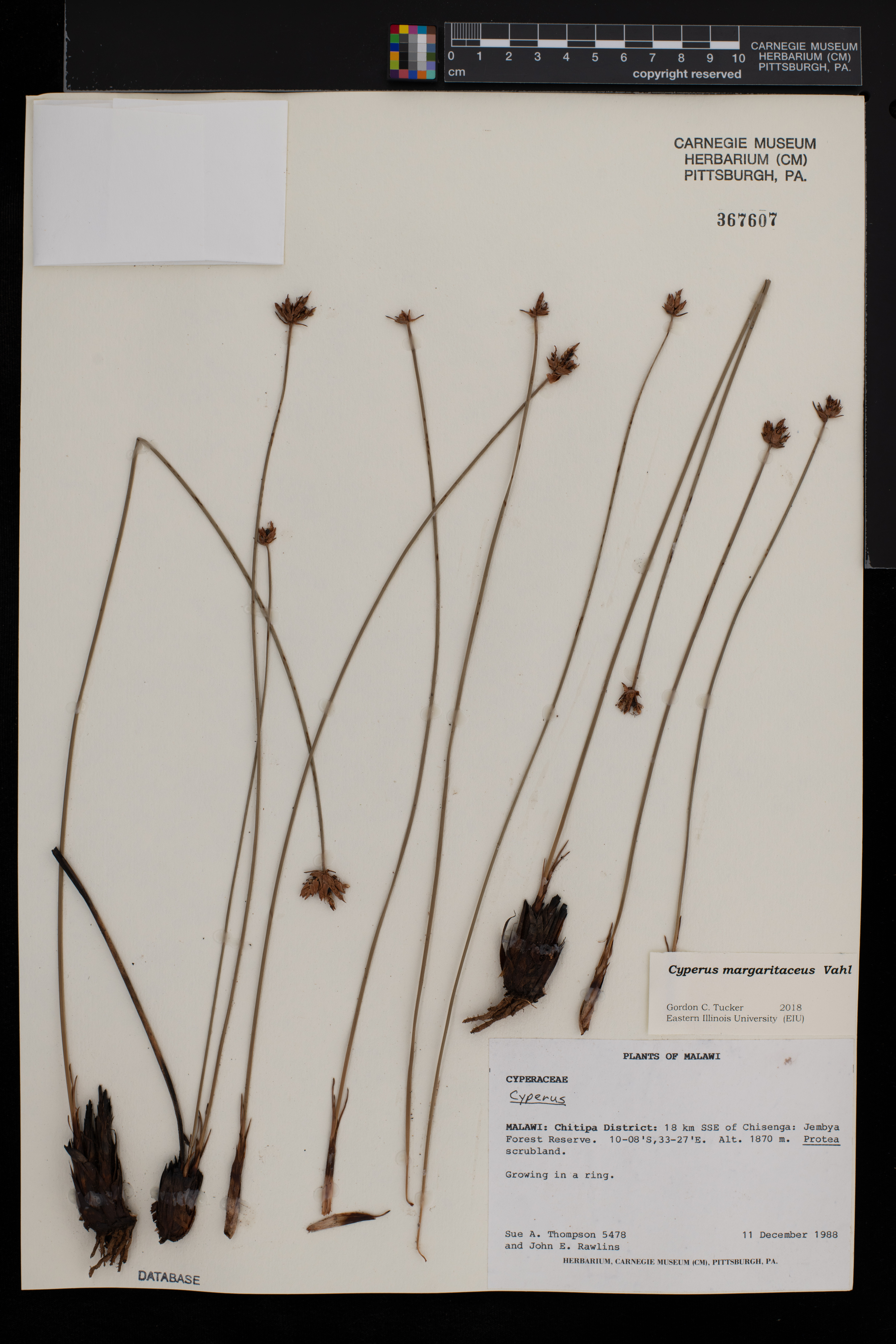 Cyperus margaritaceus image