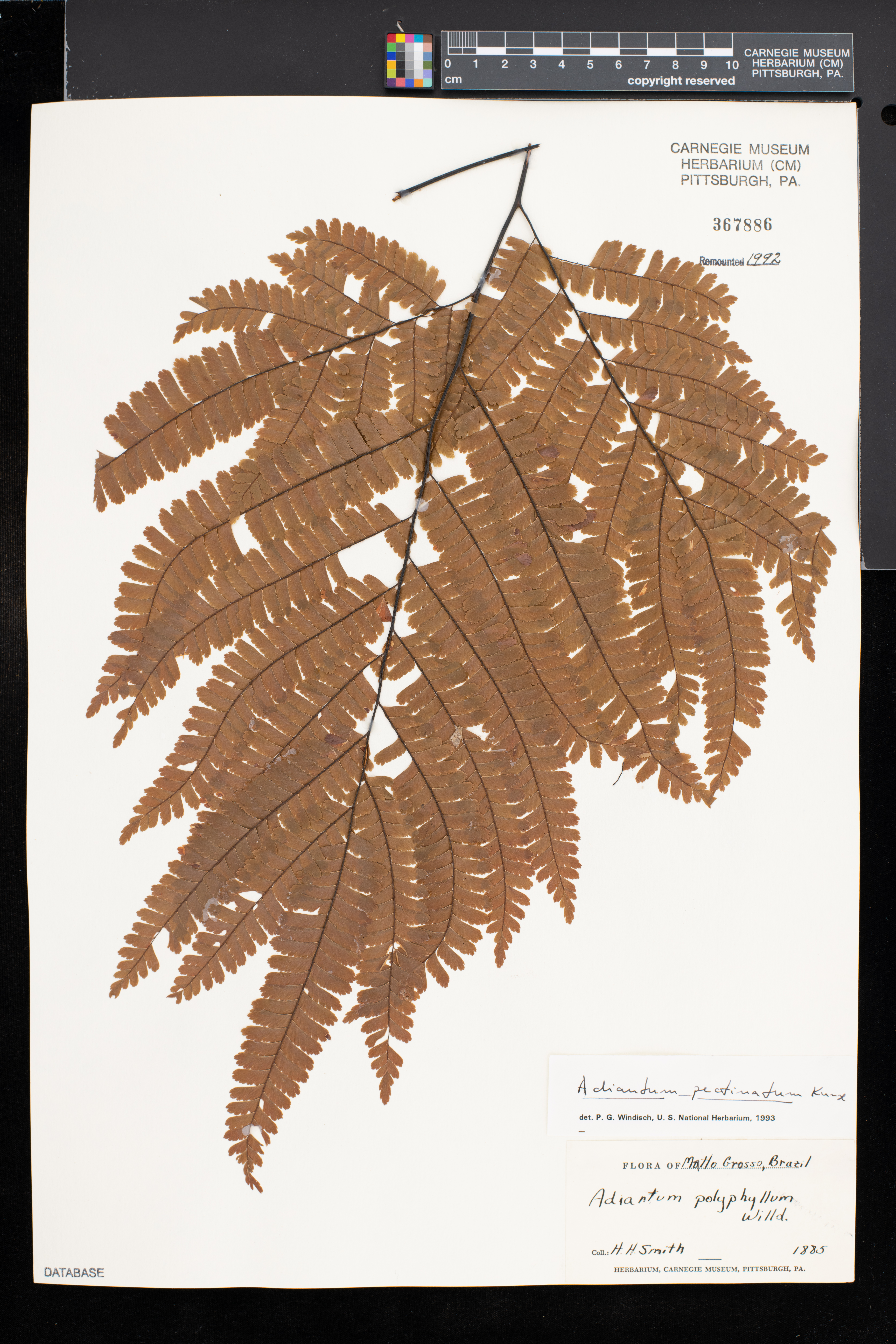 Adiantum pectinatum image