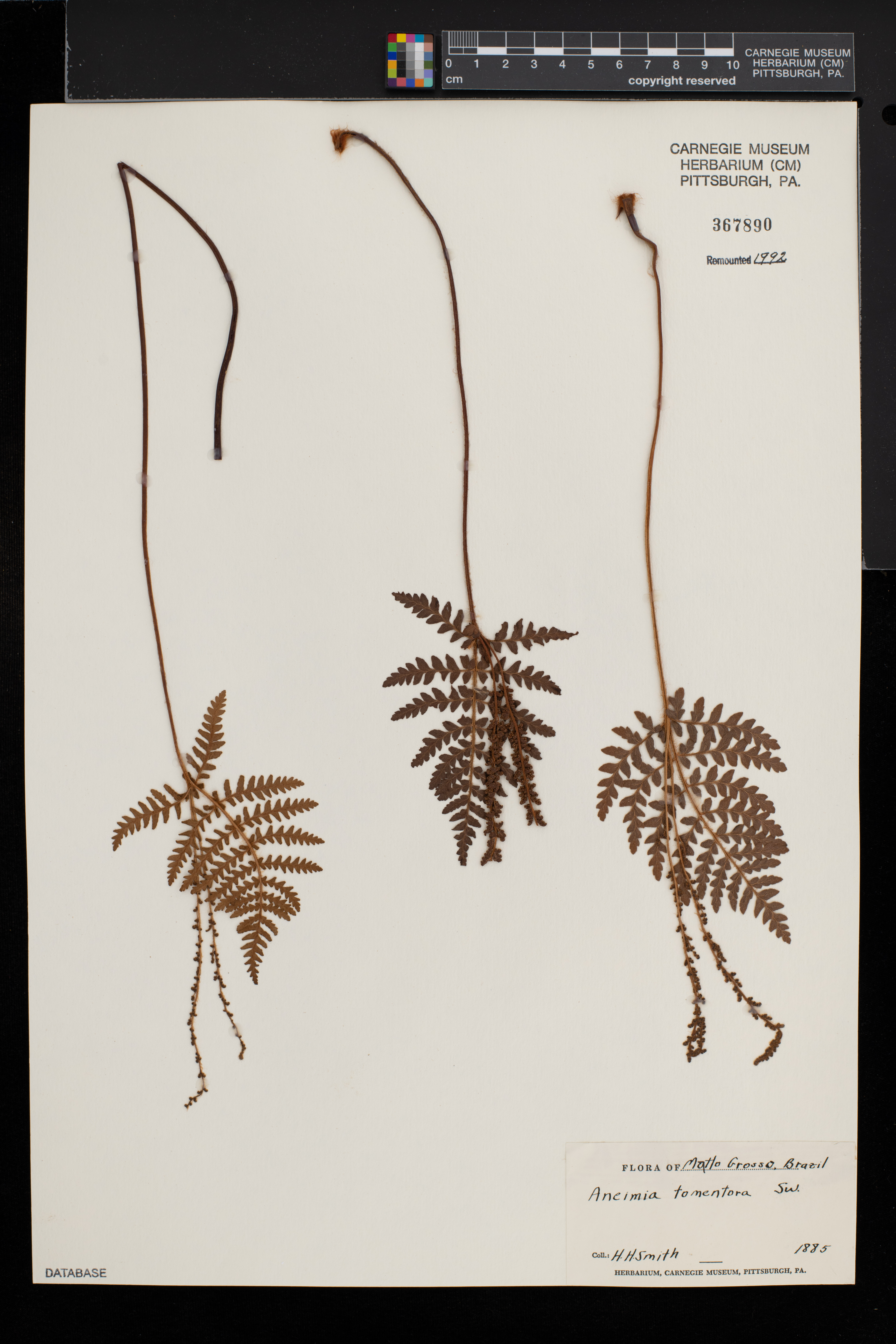 Anemia tomentosa image