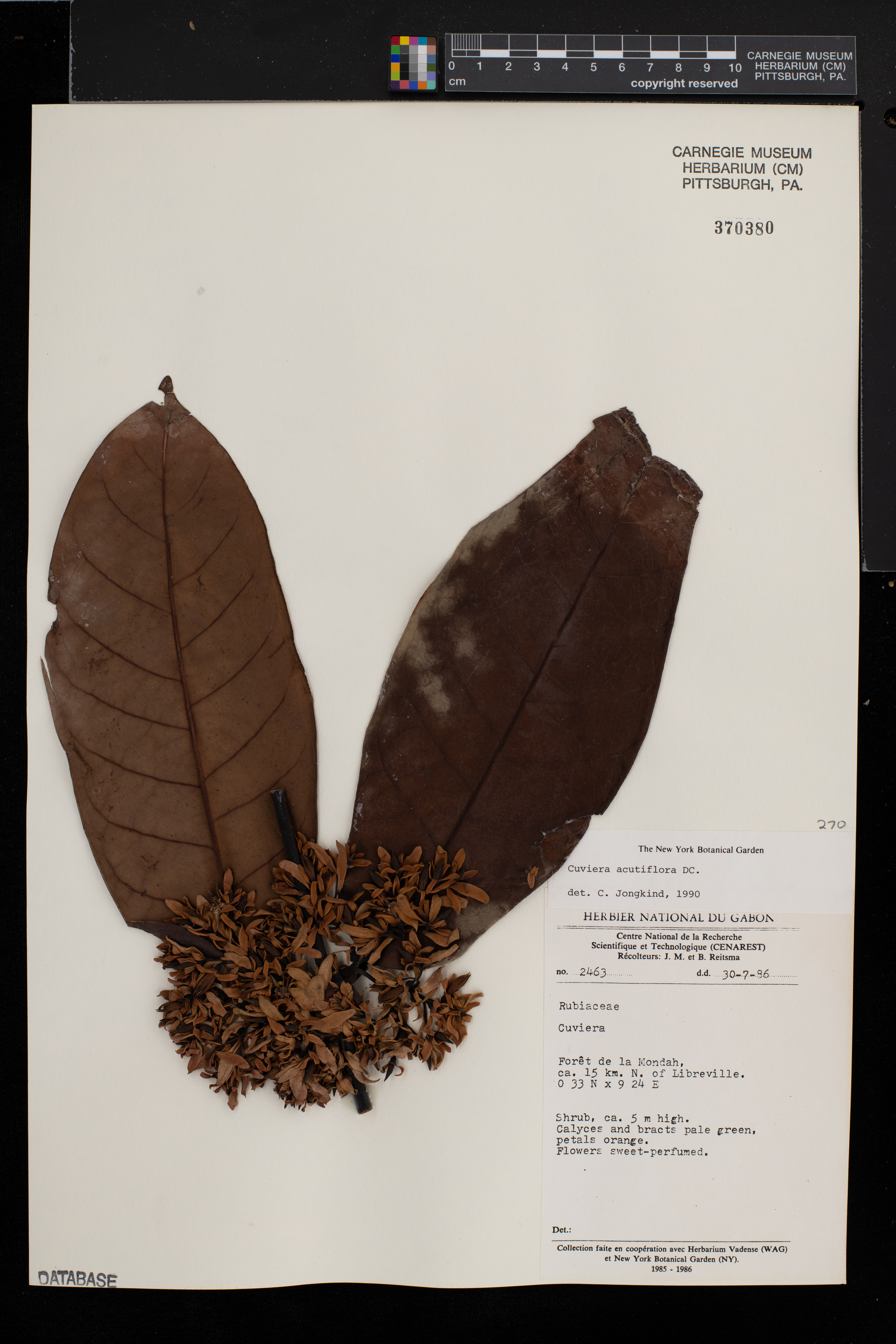 Cuviera acutiflora image