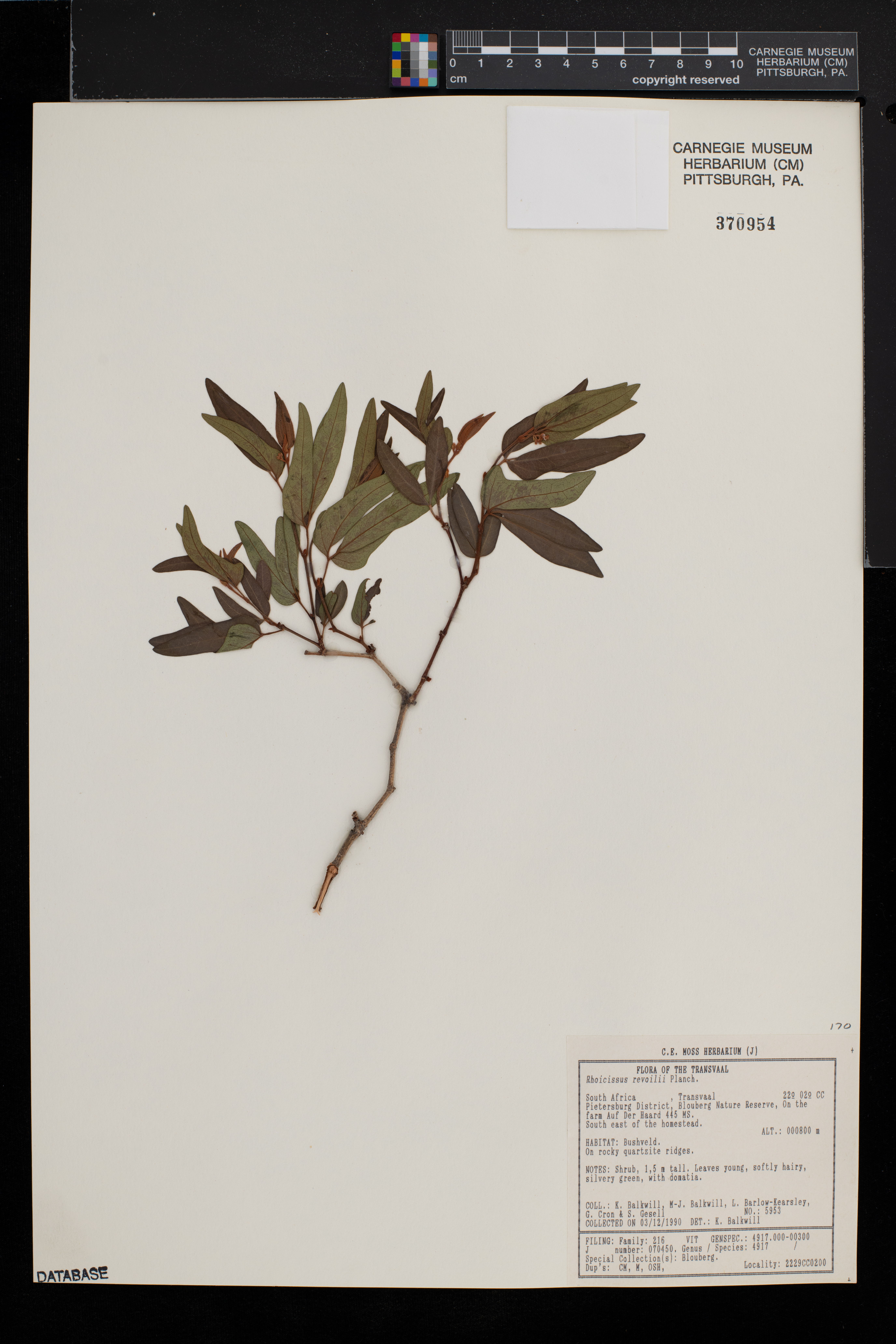 Rhoicissus revoilii image