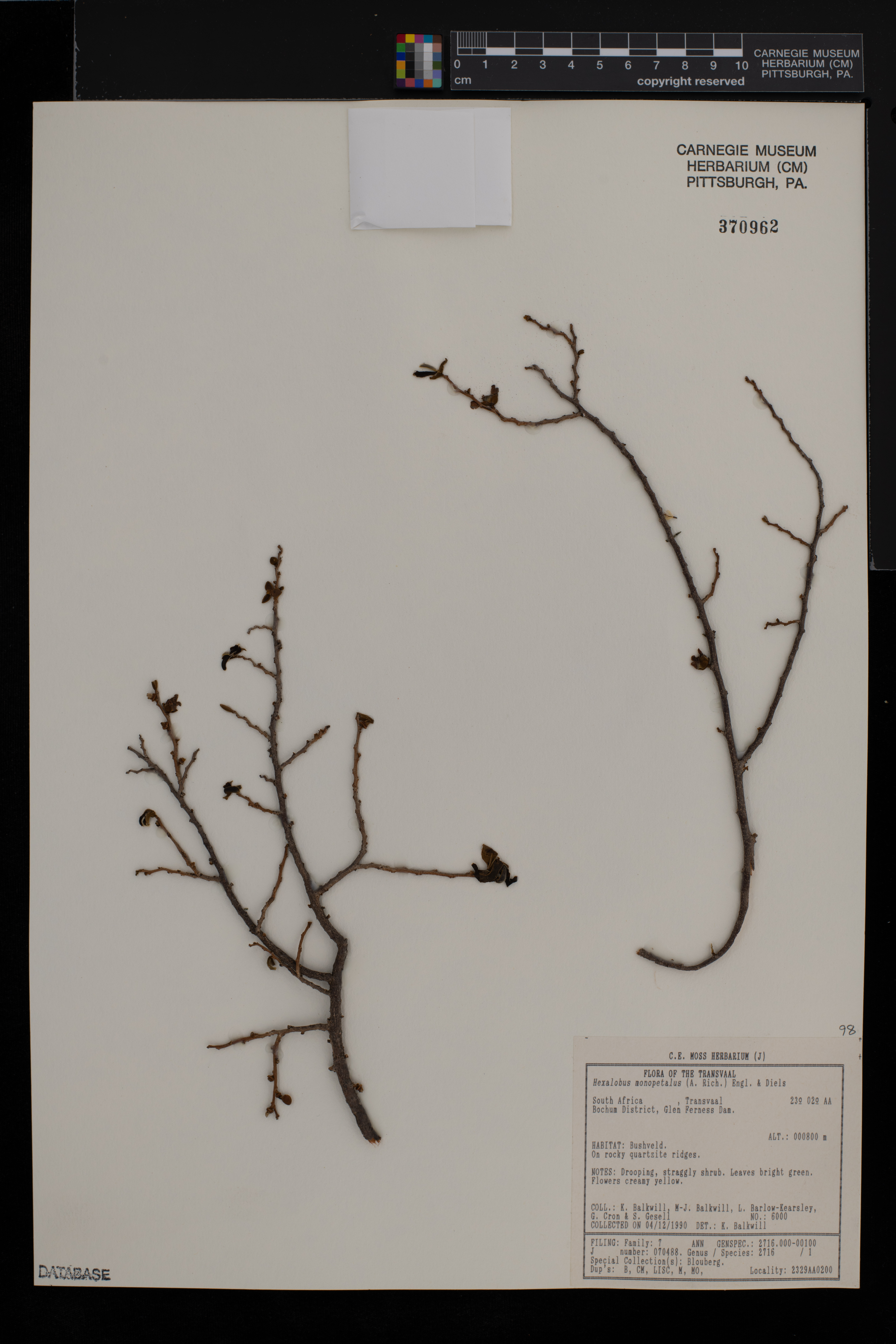 Hexalobus monopetalus image