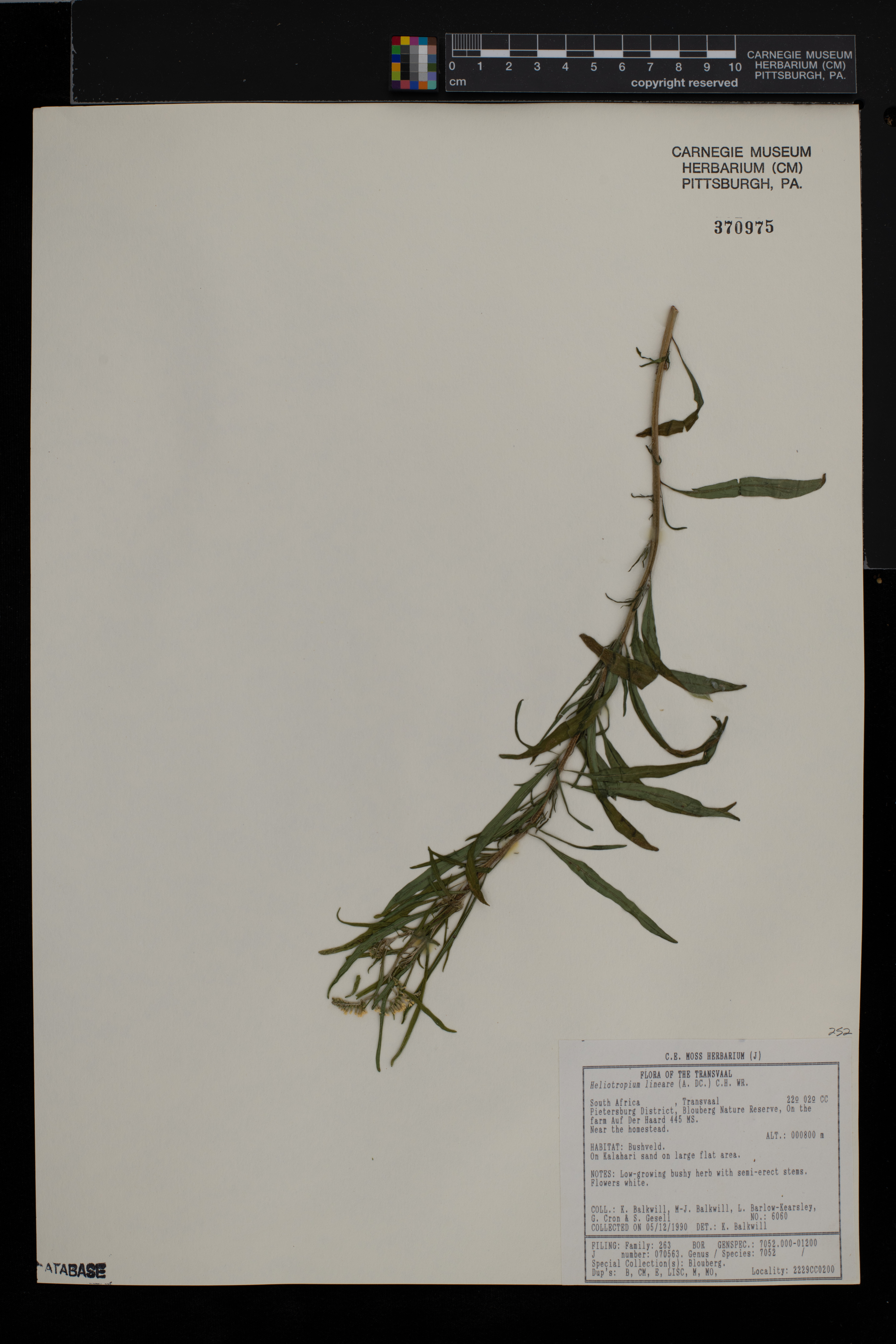 Heliotropium lineare image