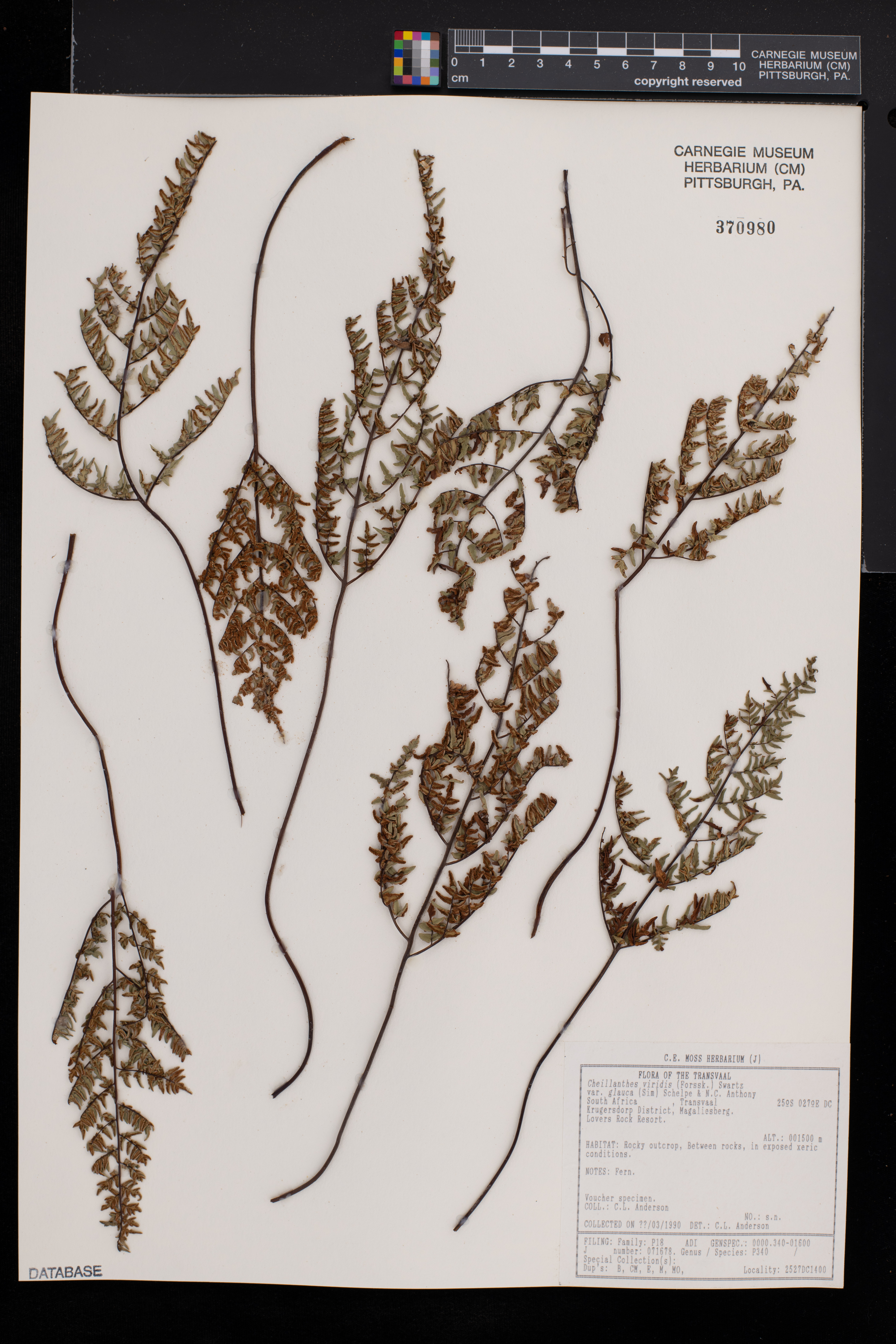 Cheilanthes viridis var. glauca image