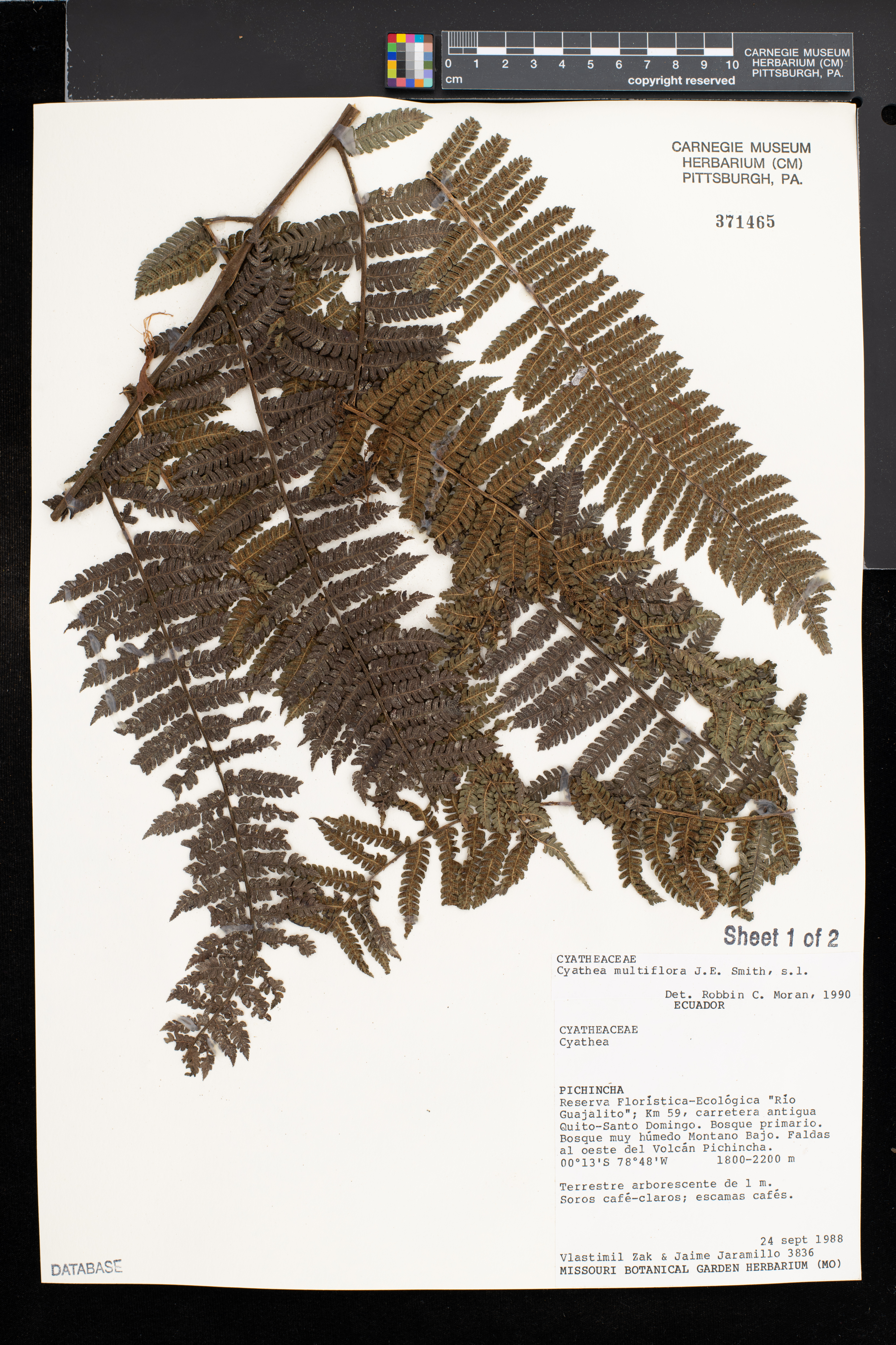 Cyathea multiflora image