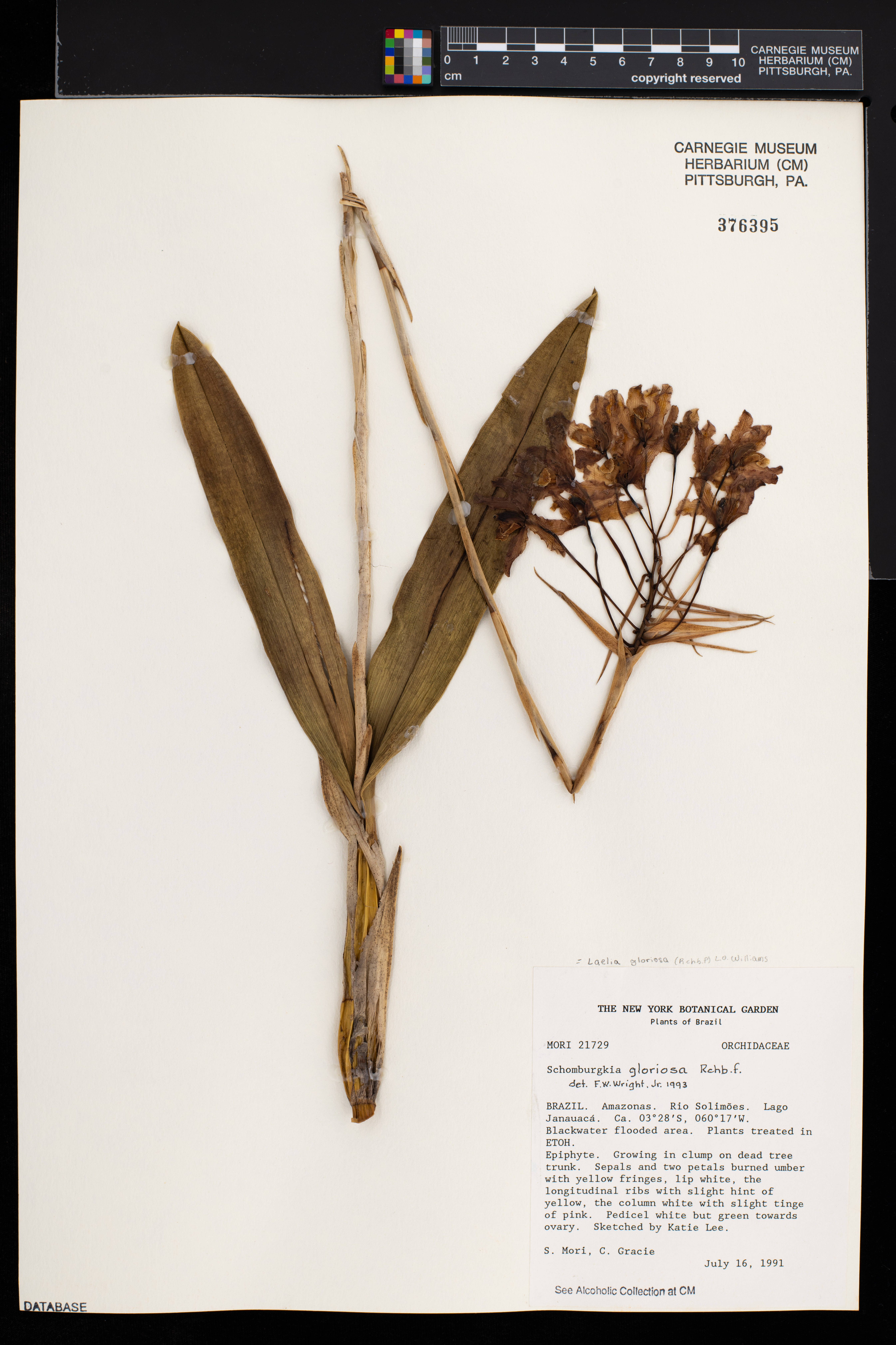 Laelia gloriosa image