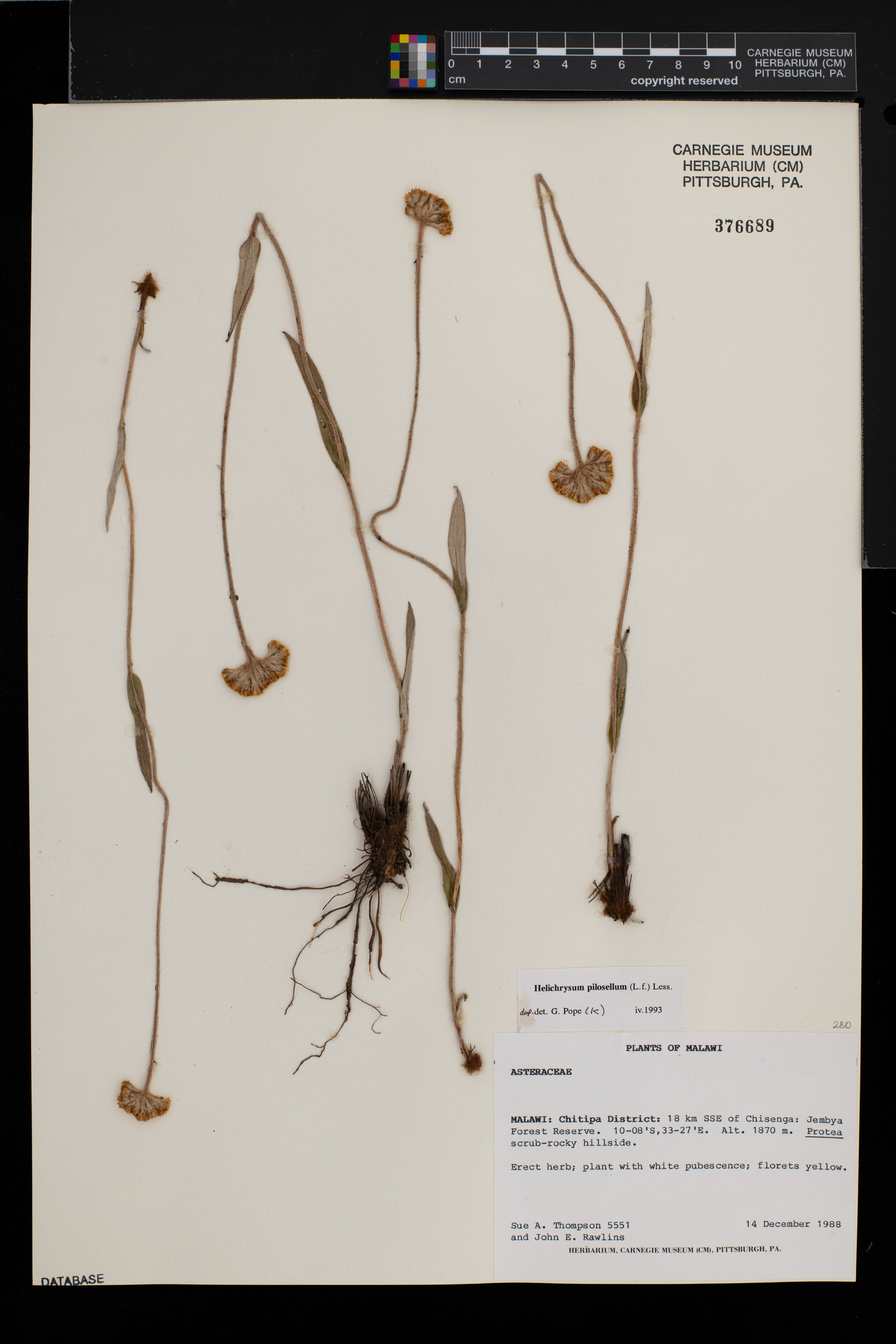 Helichrysum nudifolium var. pilosellum image
