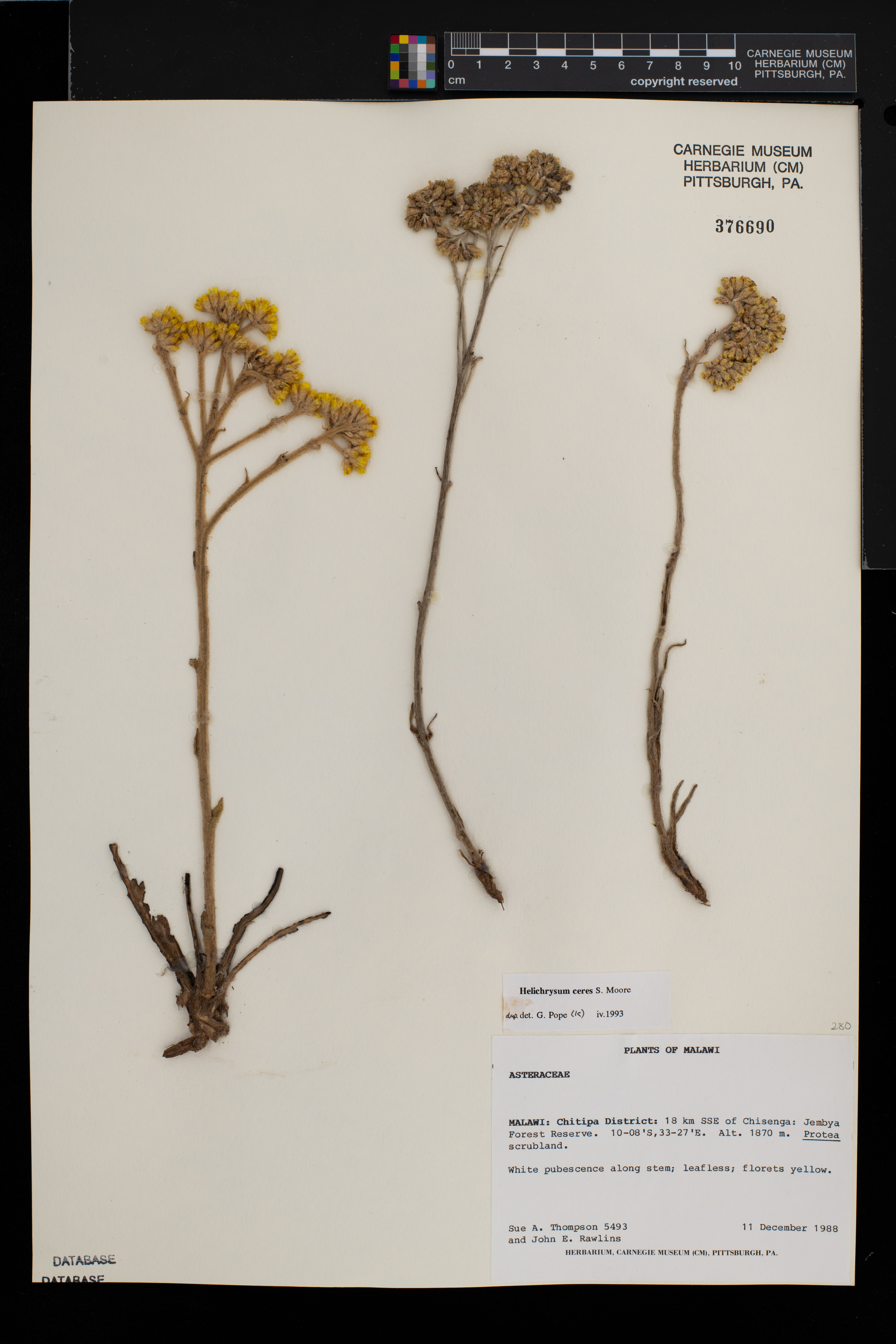 Helichrysum mechowianum var. ceres image