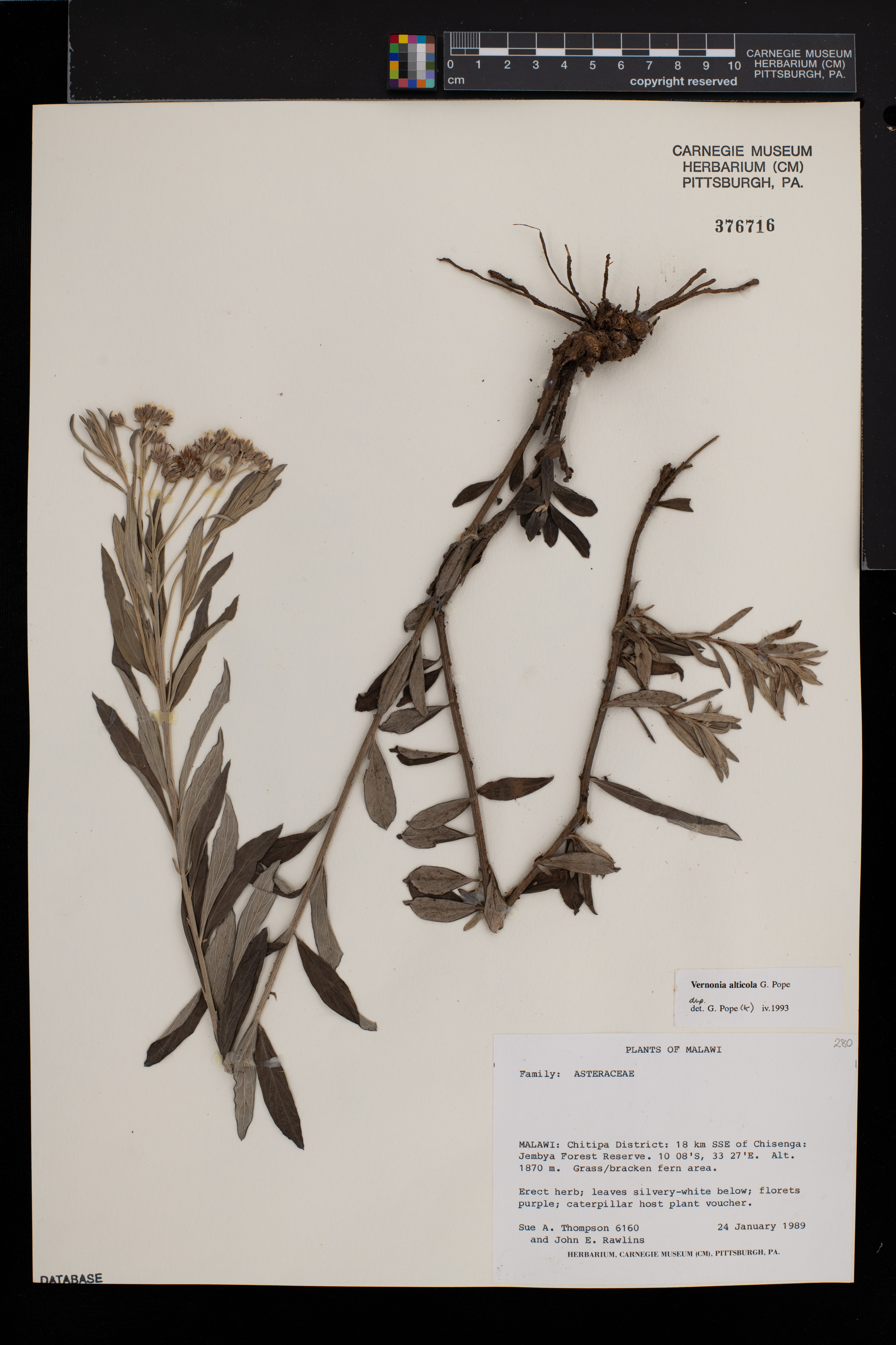 Vernonia alticola image