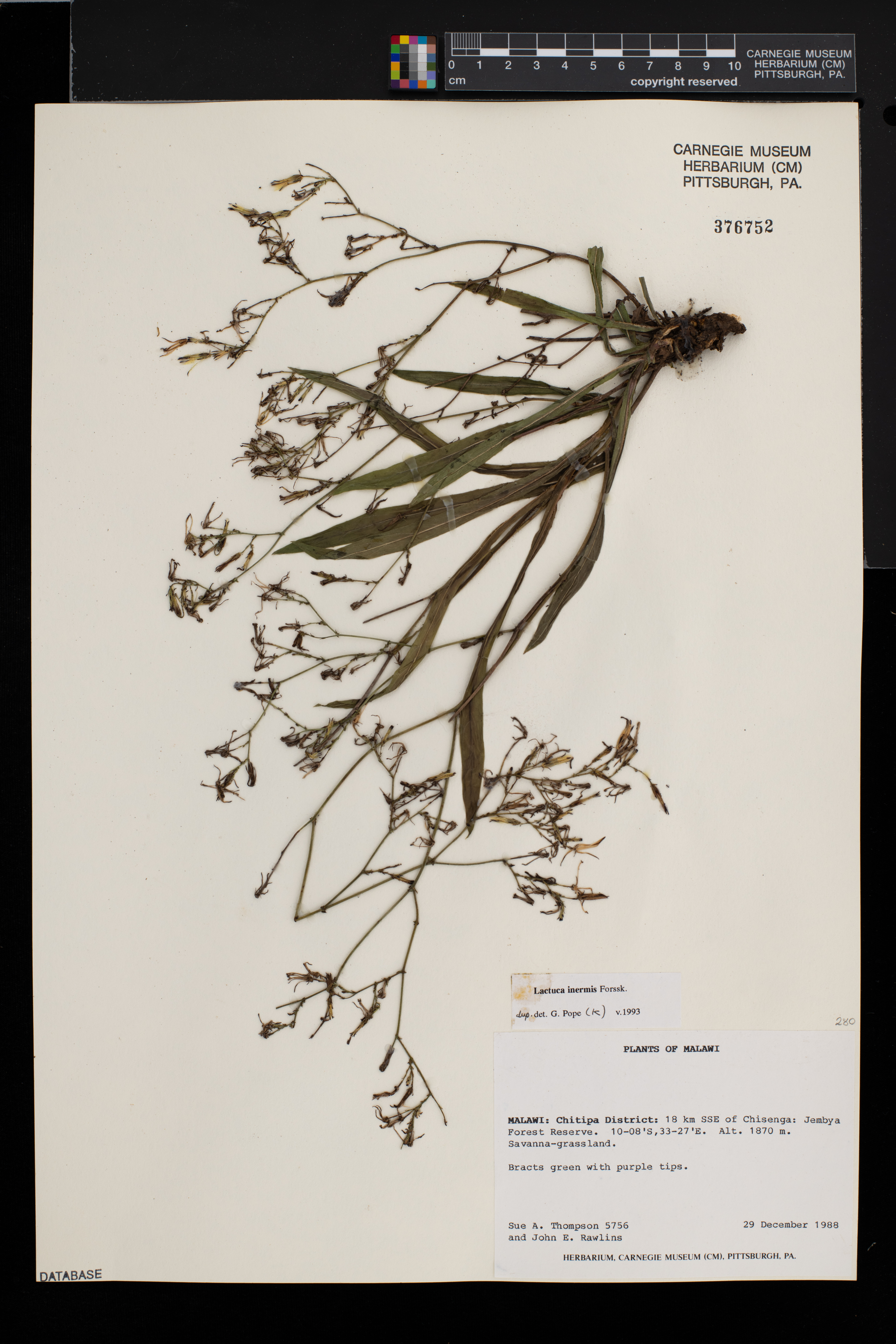 Lactuca inermis image