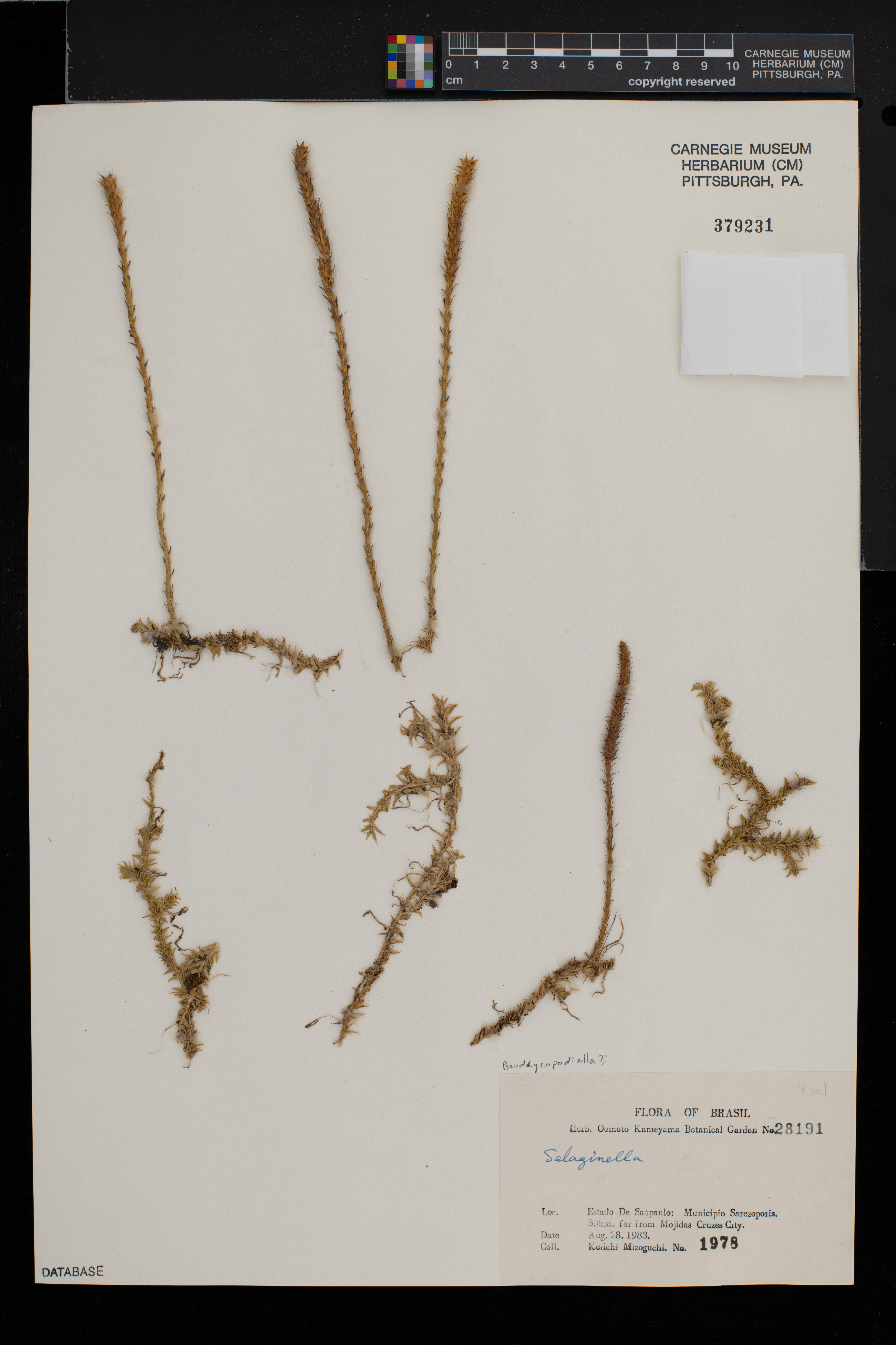 Pseudolycopodiella image