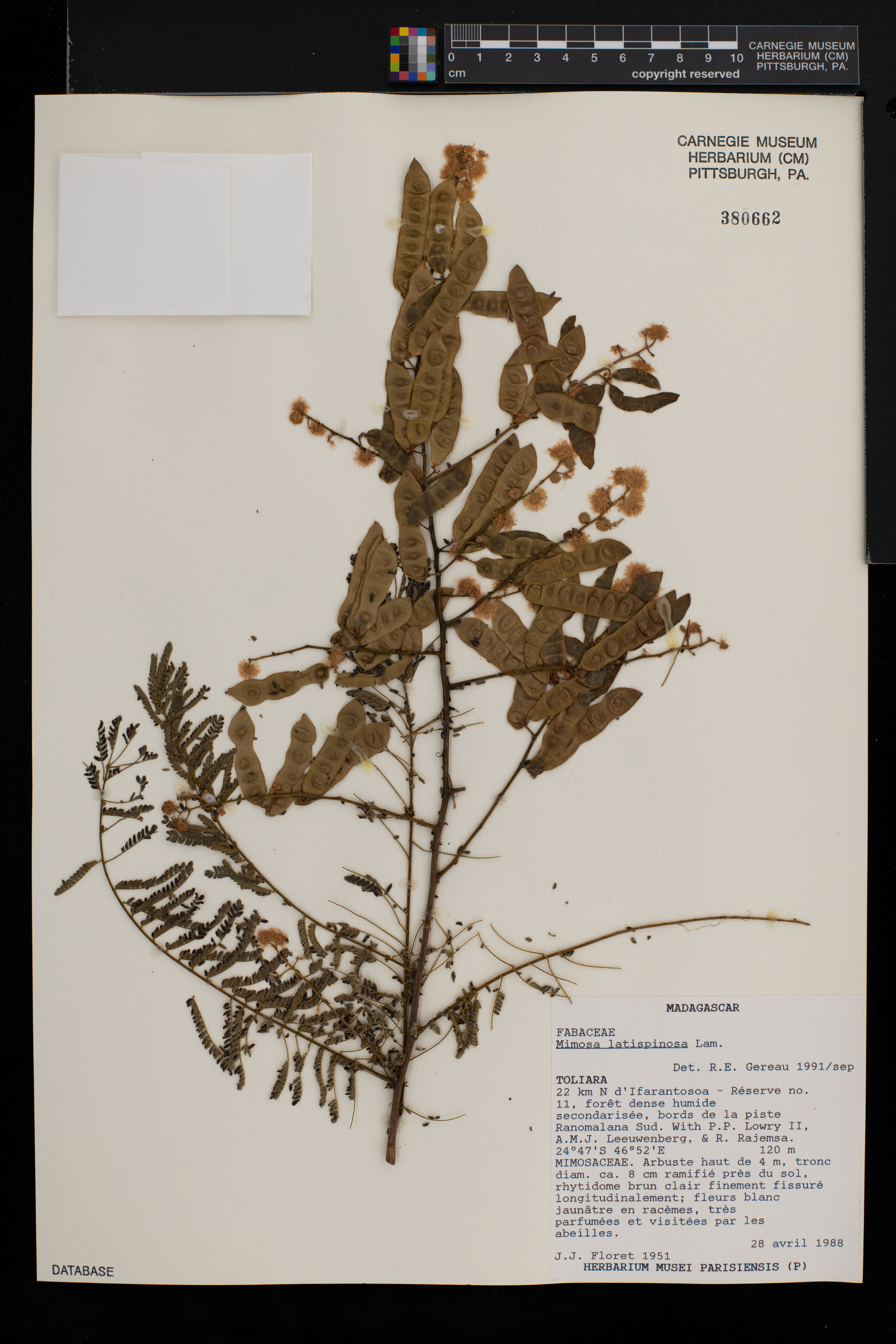Mimosa latispinosa image