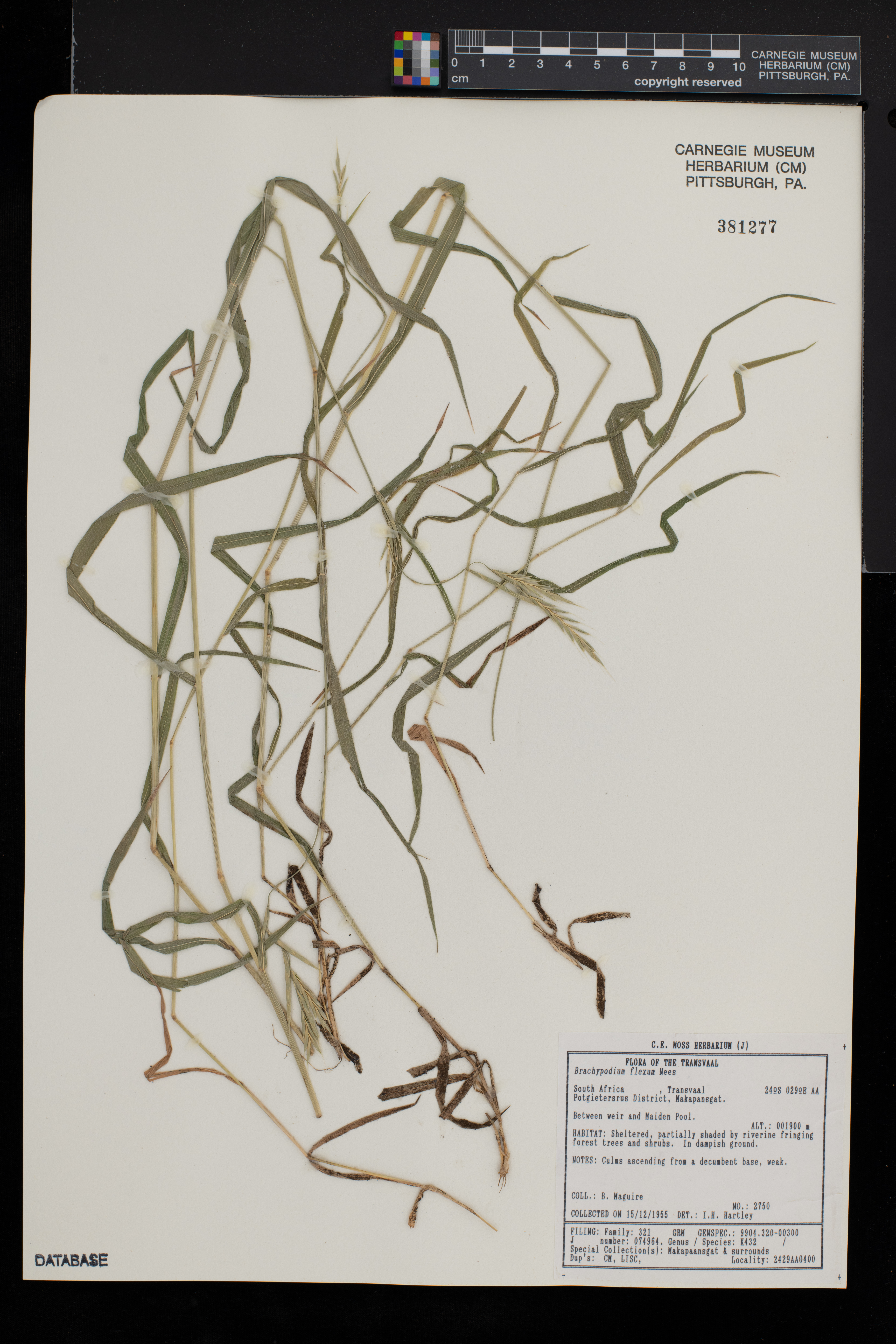 Brachypodium flexum image