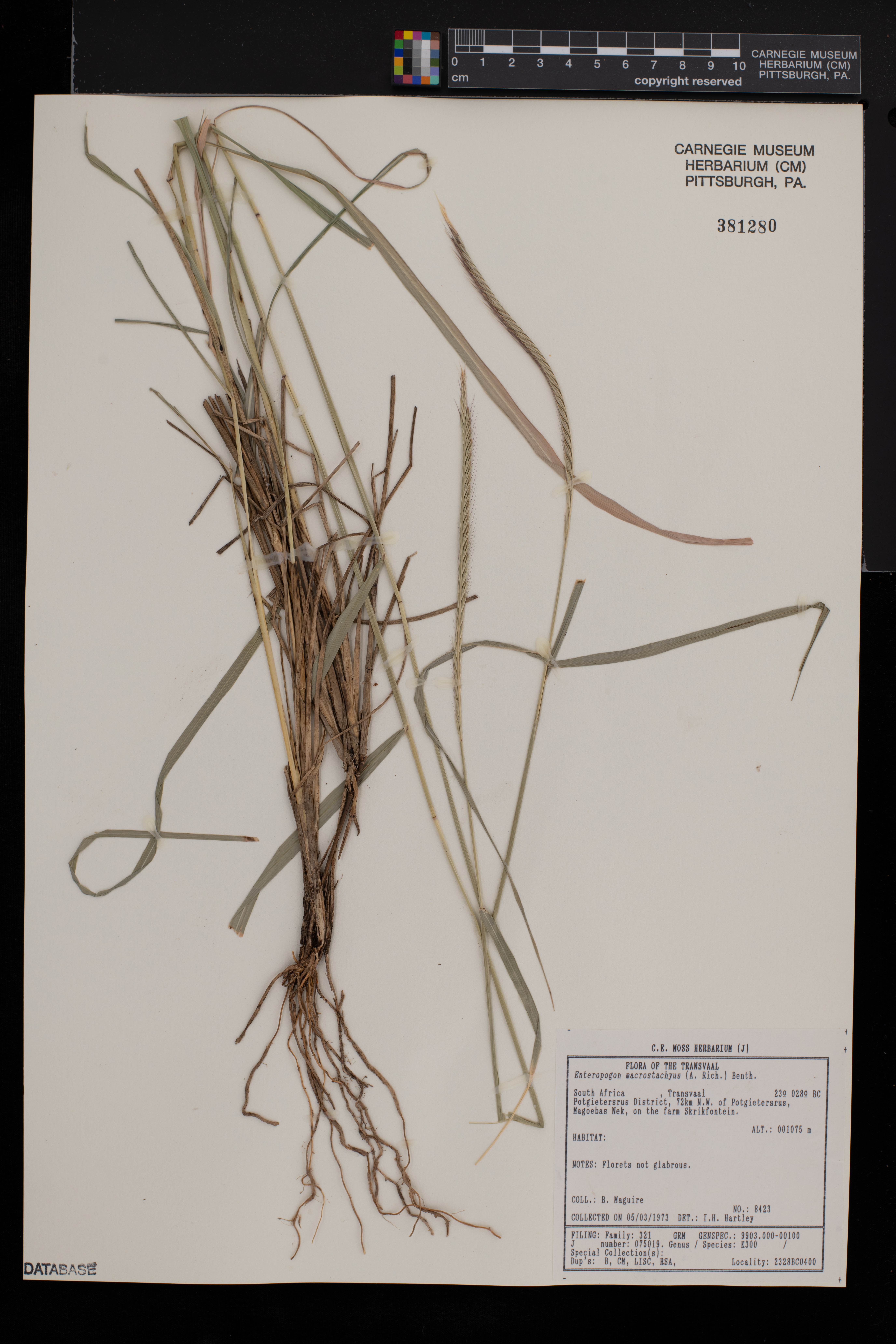 Enteropogon macrostachyus image