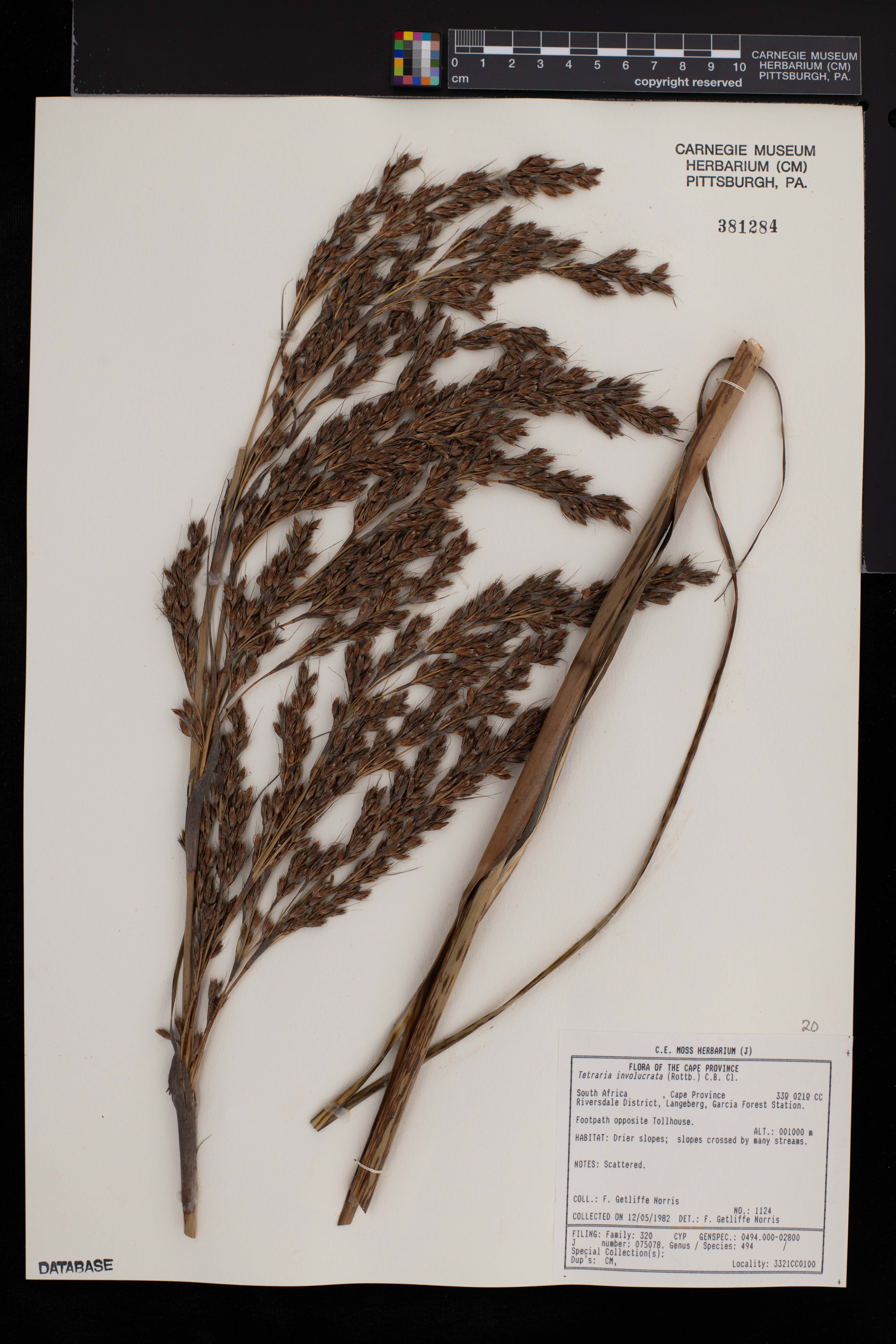 Tetraria involucrata image