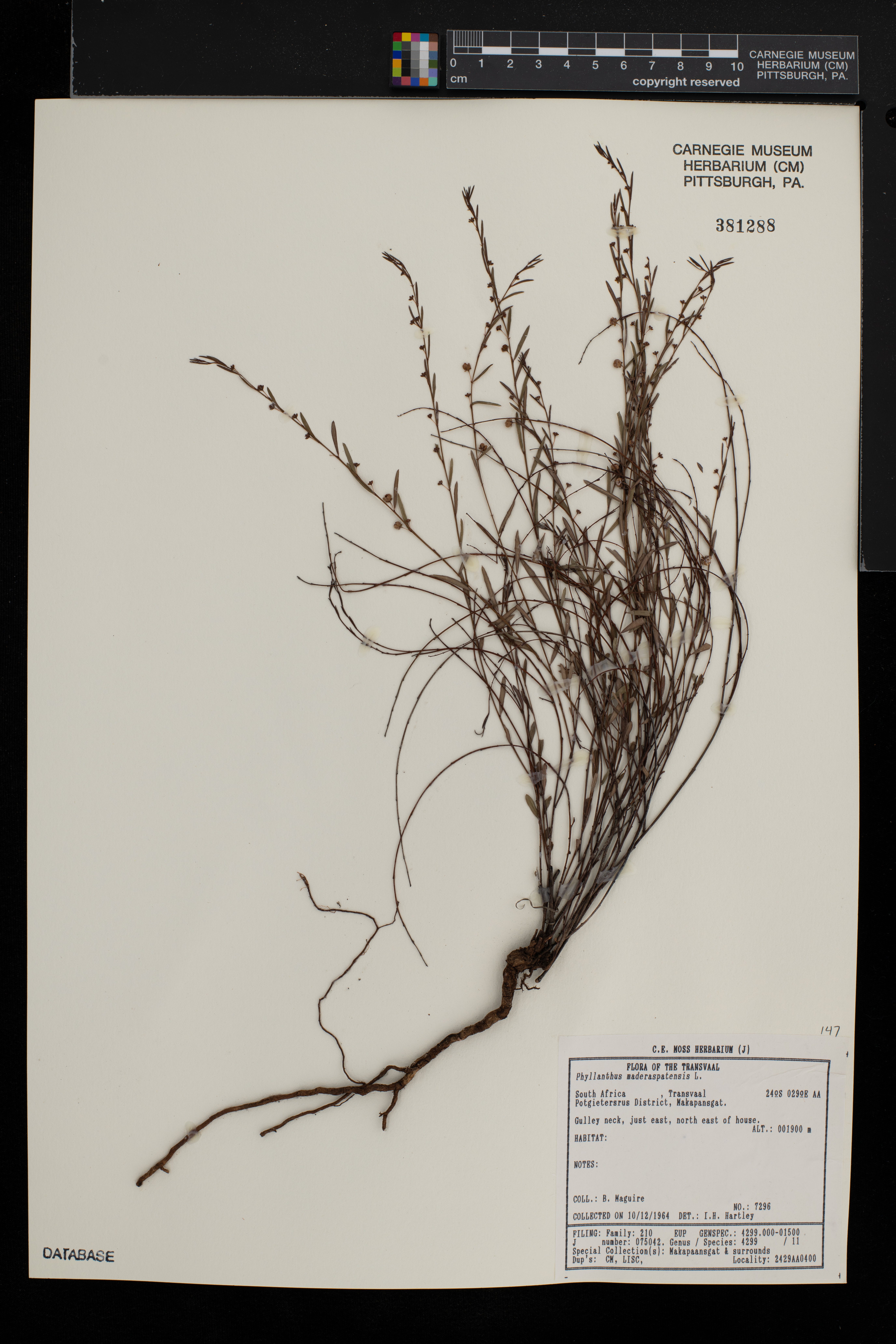 Phyllanthus maderaspatensis image