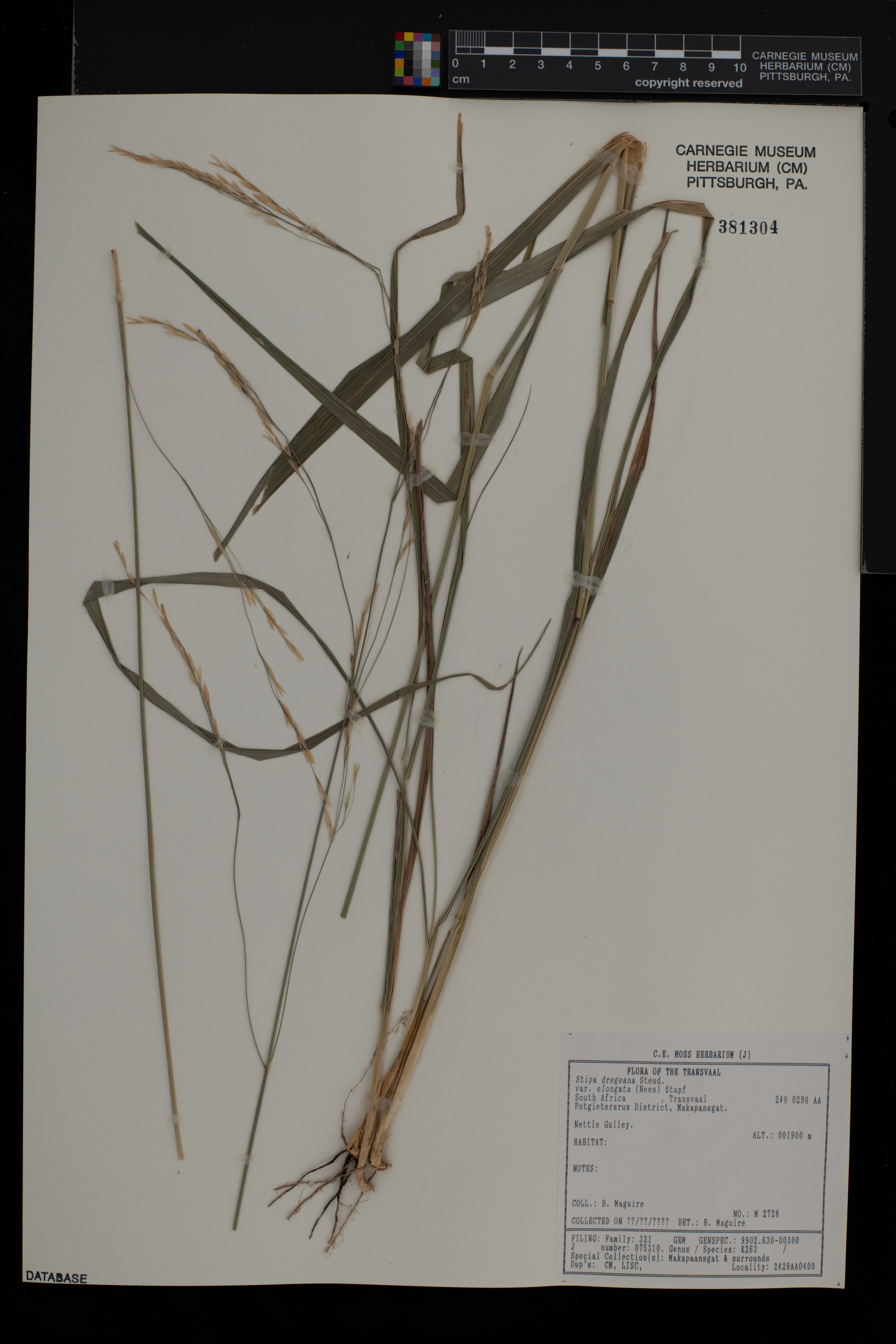 Stipa keniensis image