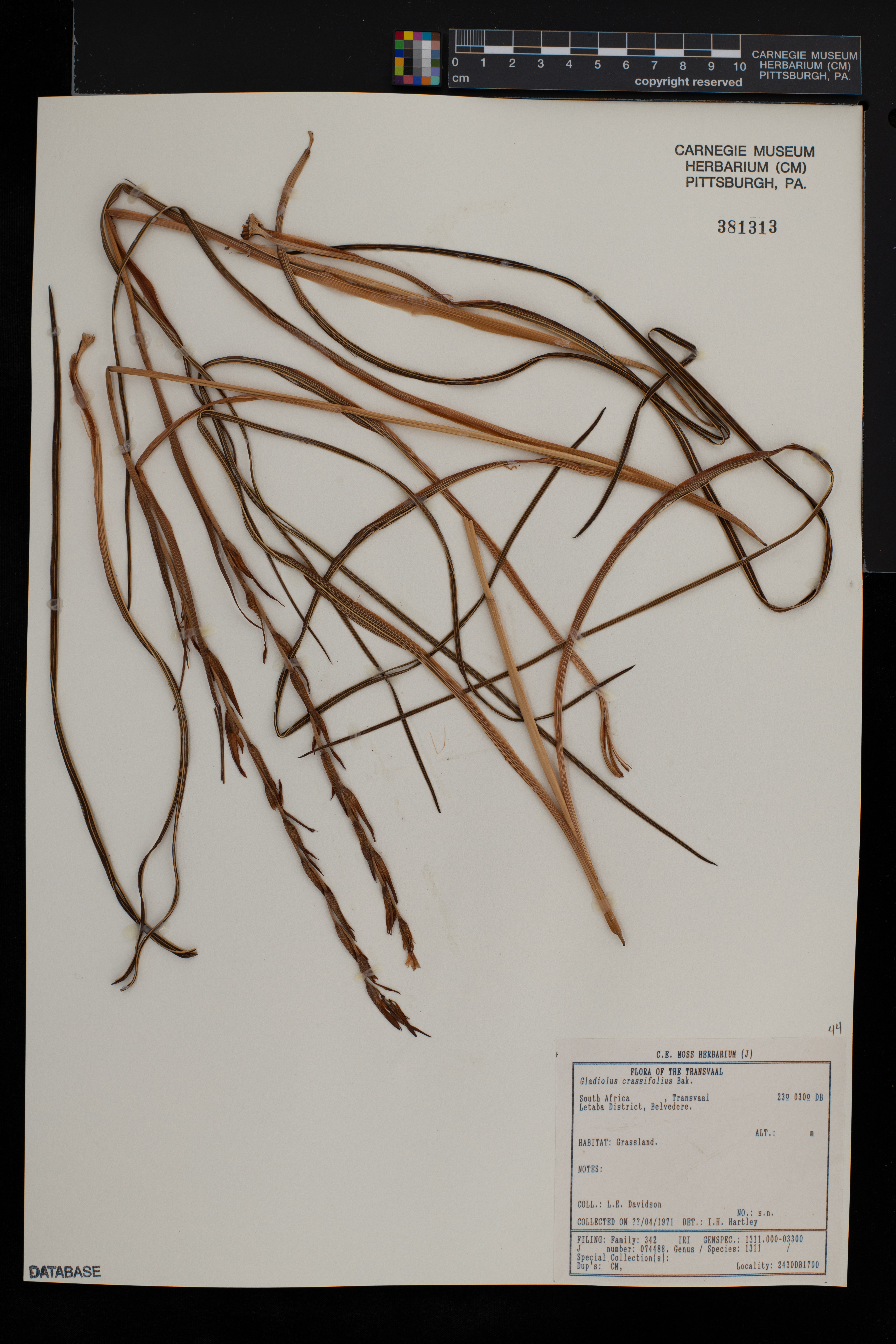 Gladiolus crassifolius image