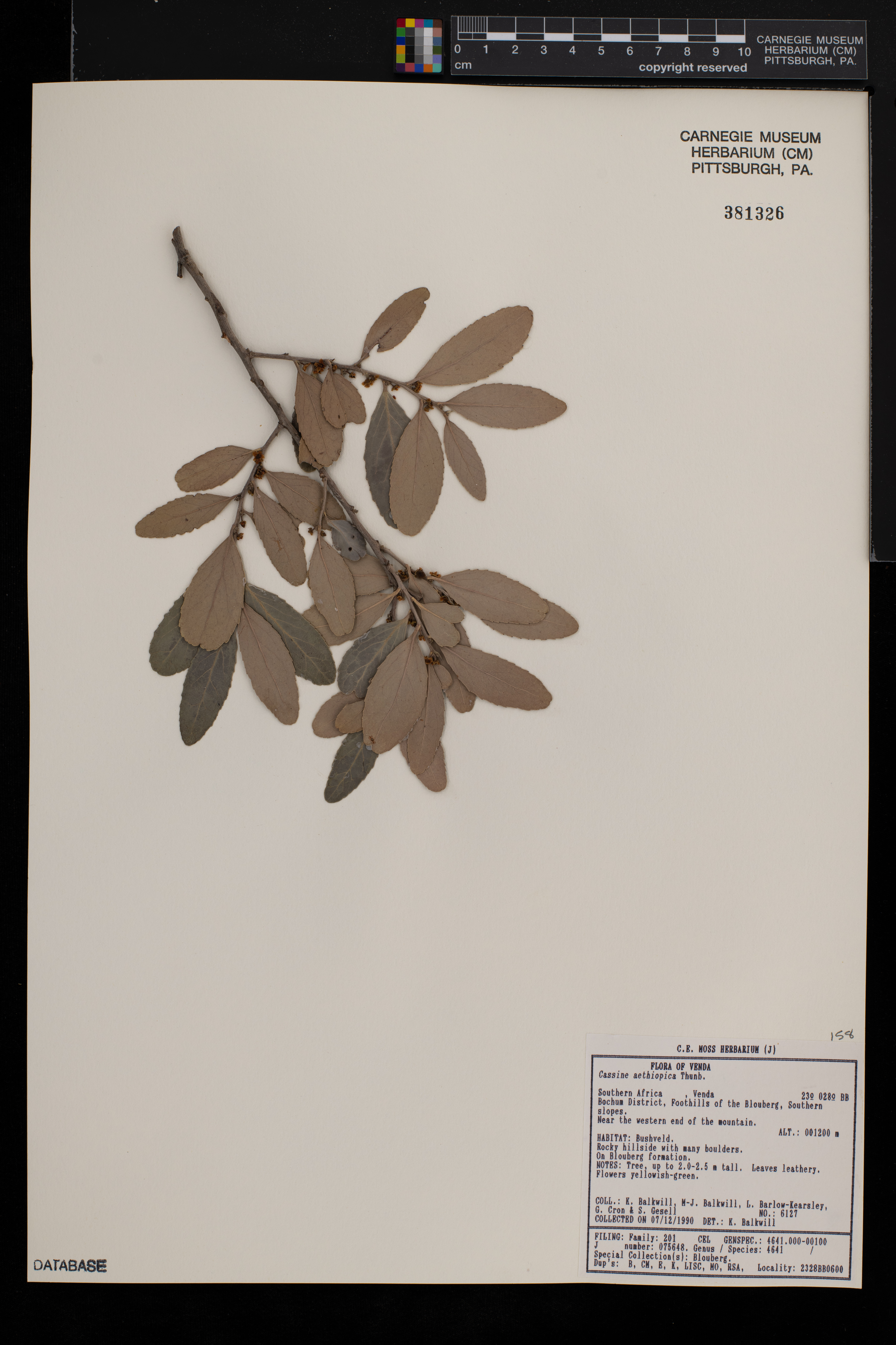 Cassine aethiopica image