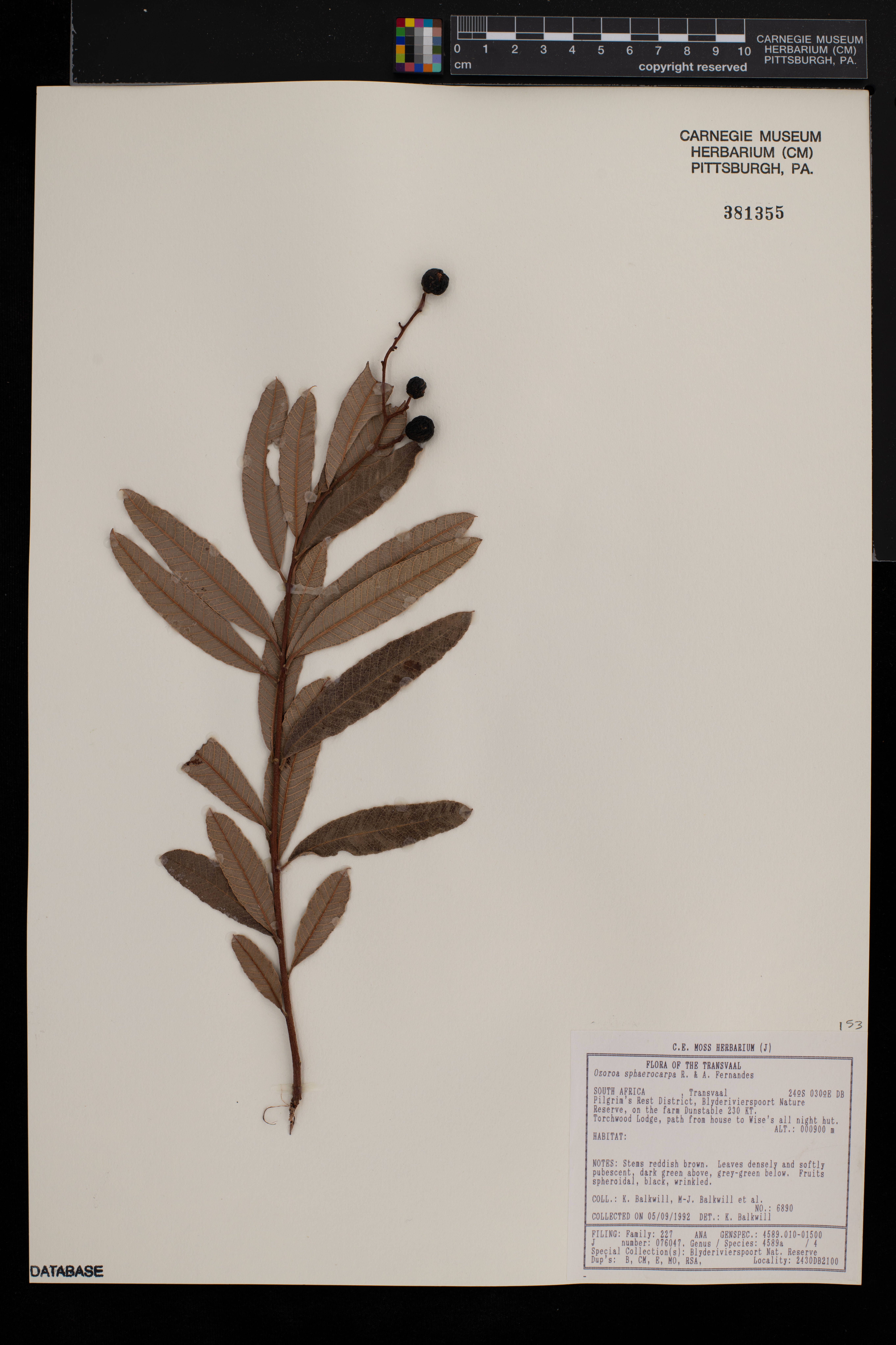 Ozoroa sphaerocarpa image