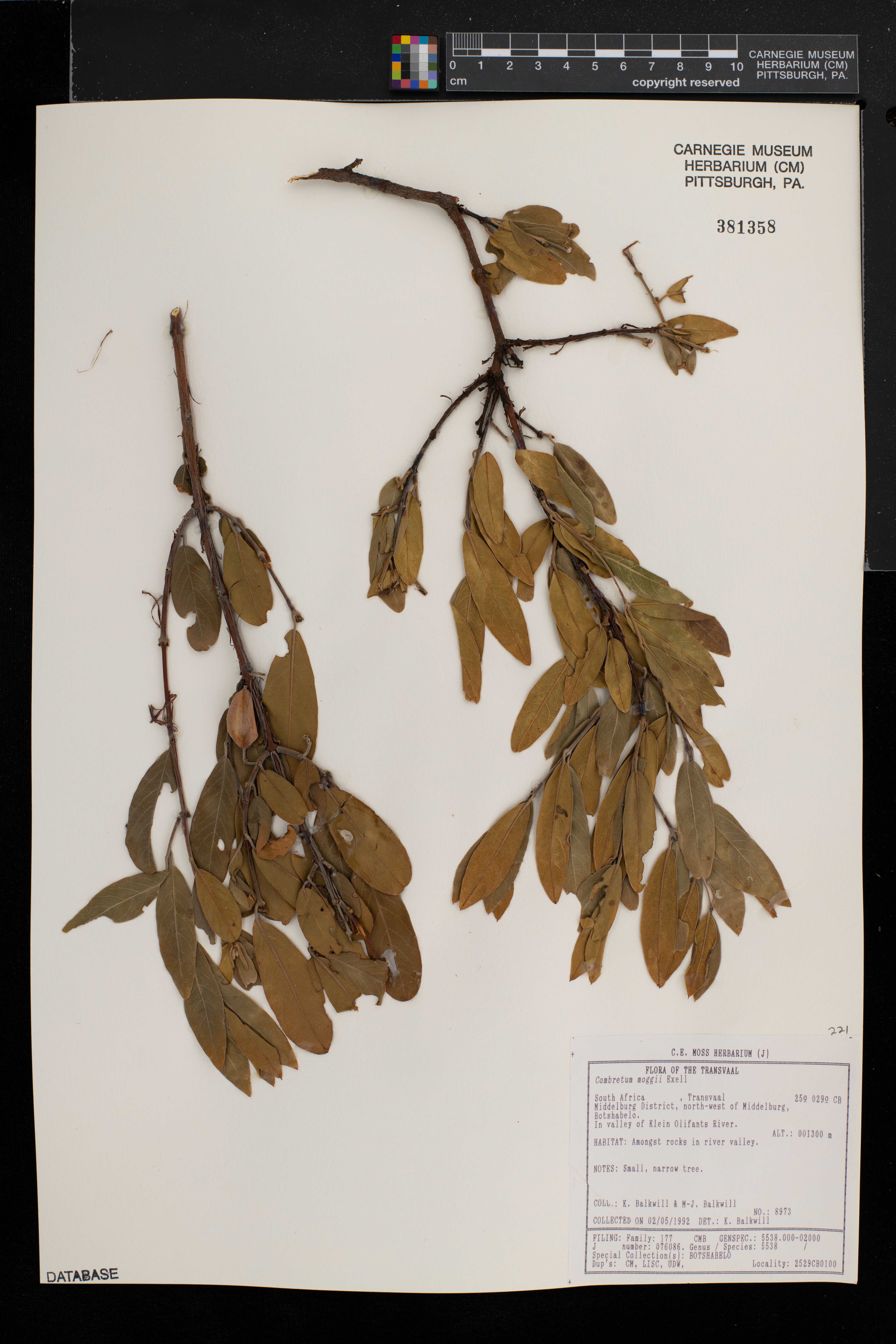 Combretum moggii image