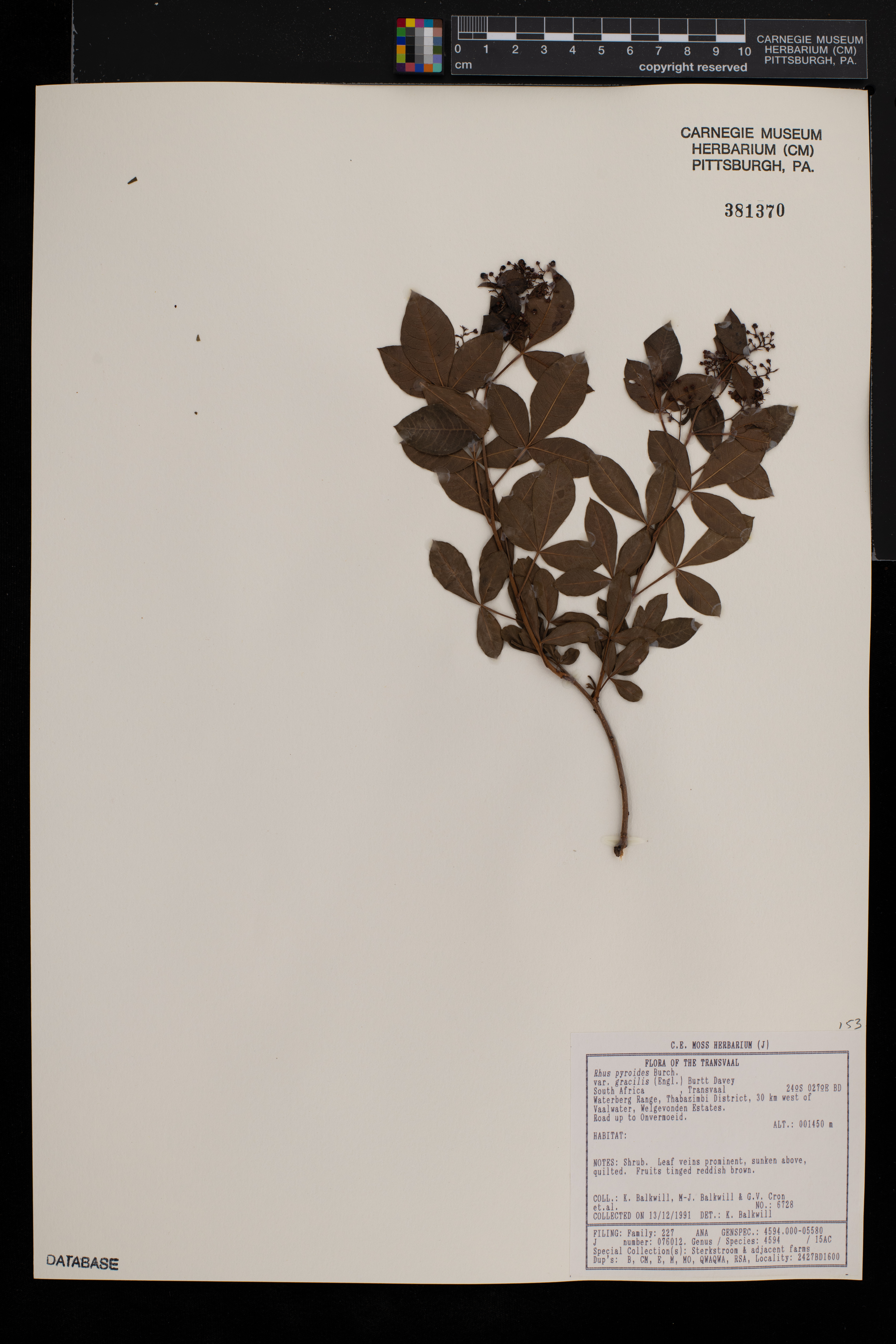 Searsia pyroides var. gracilis image