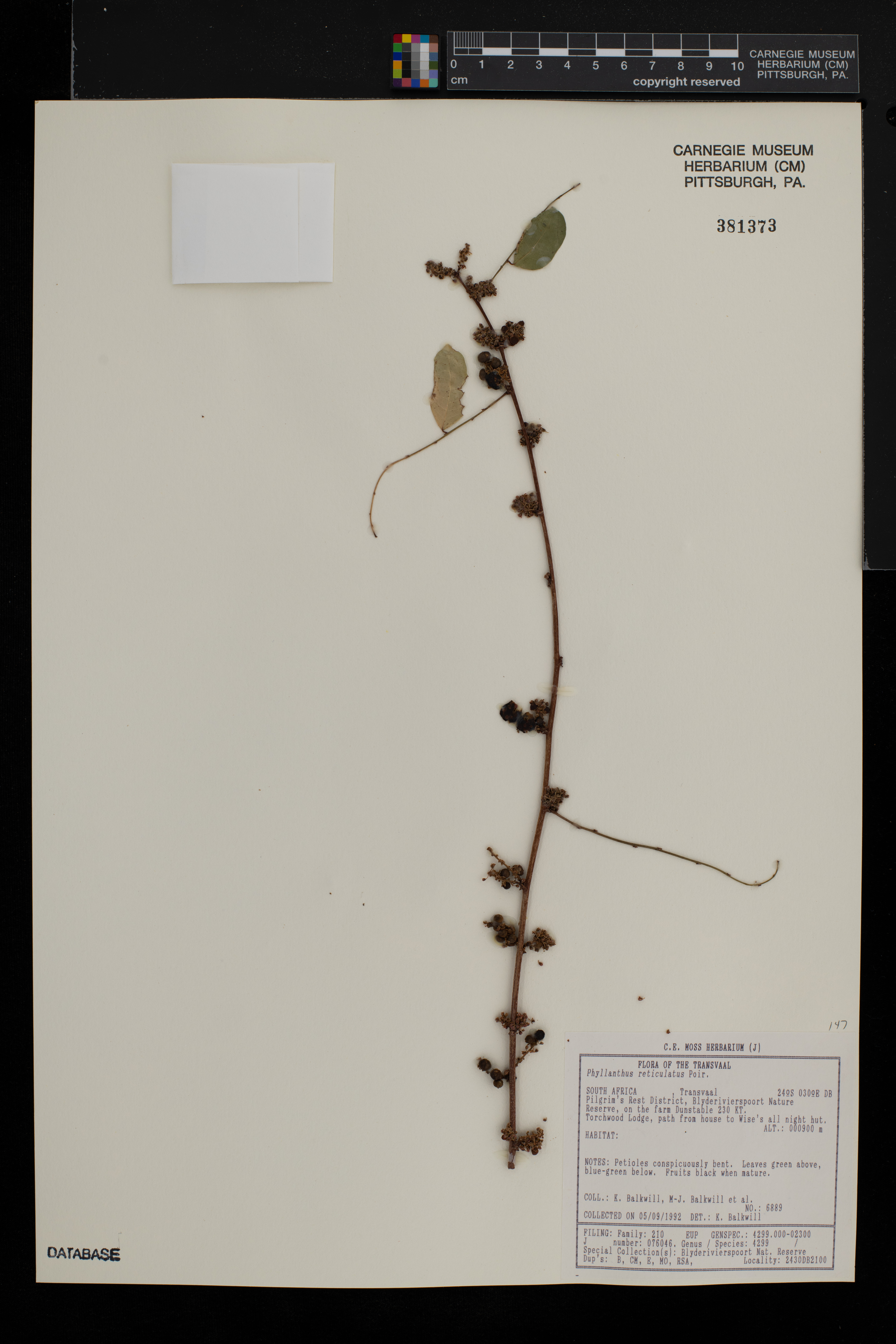 Phyllanthus reticulatus image