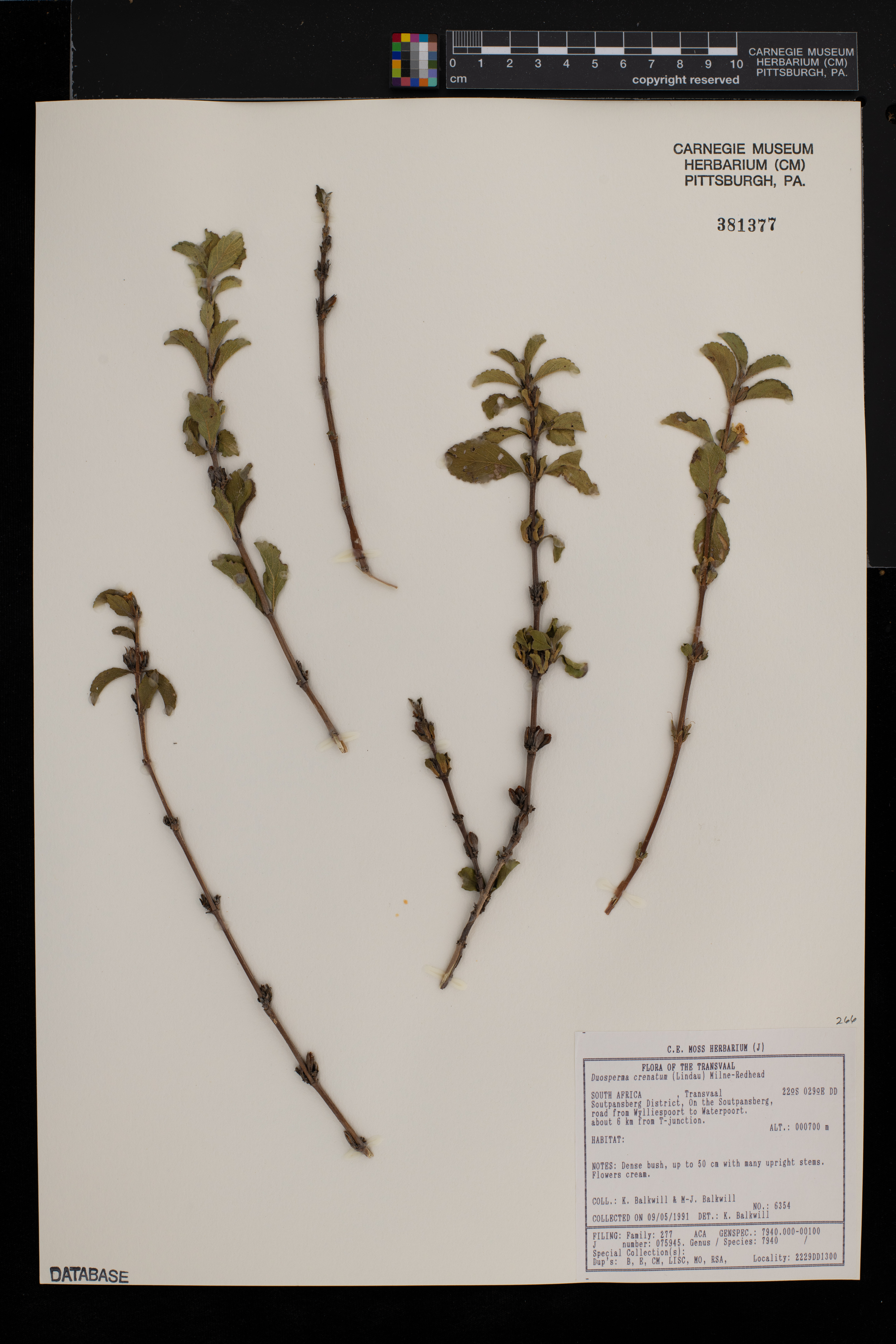 Duosperma crenatum image