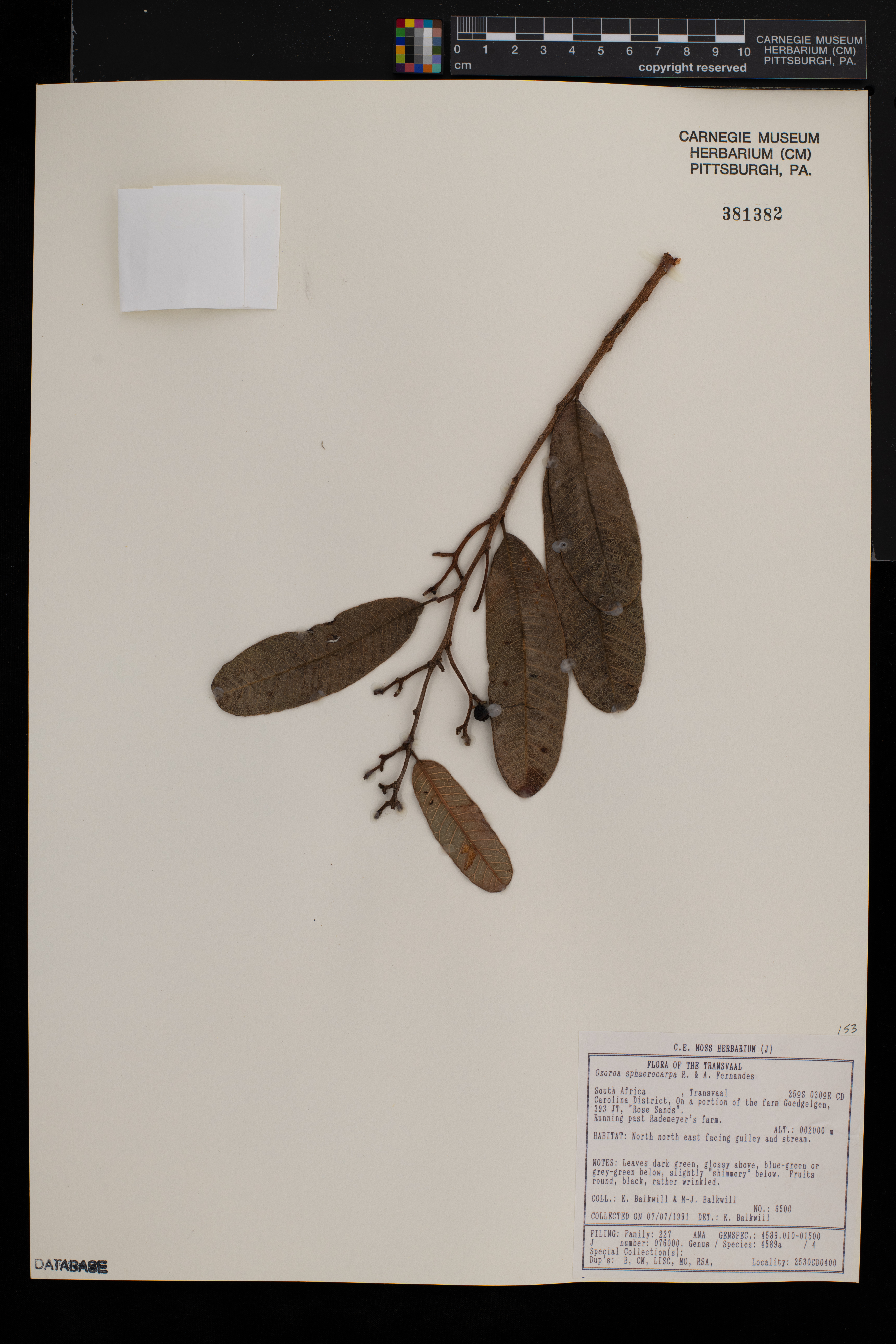 Ozoroa sphaerocarpa image