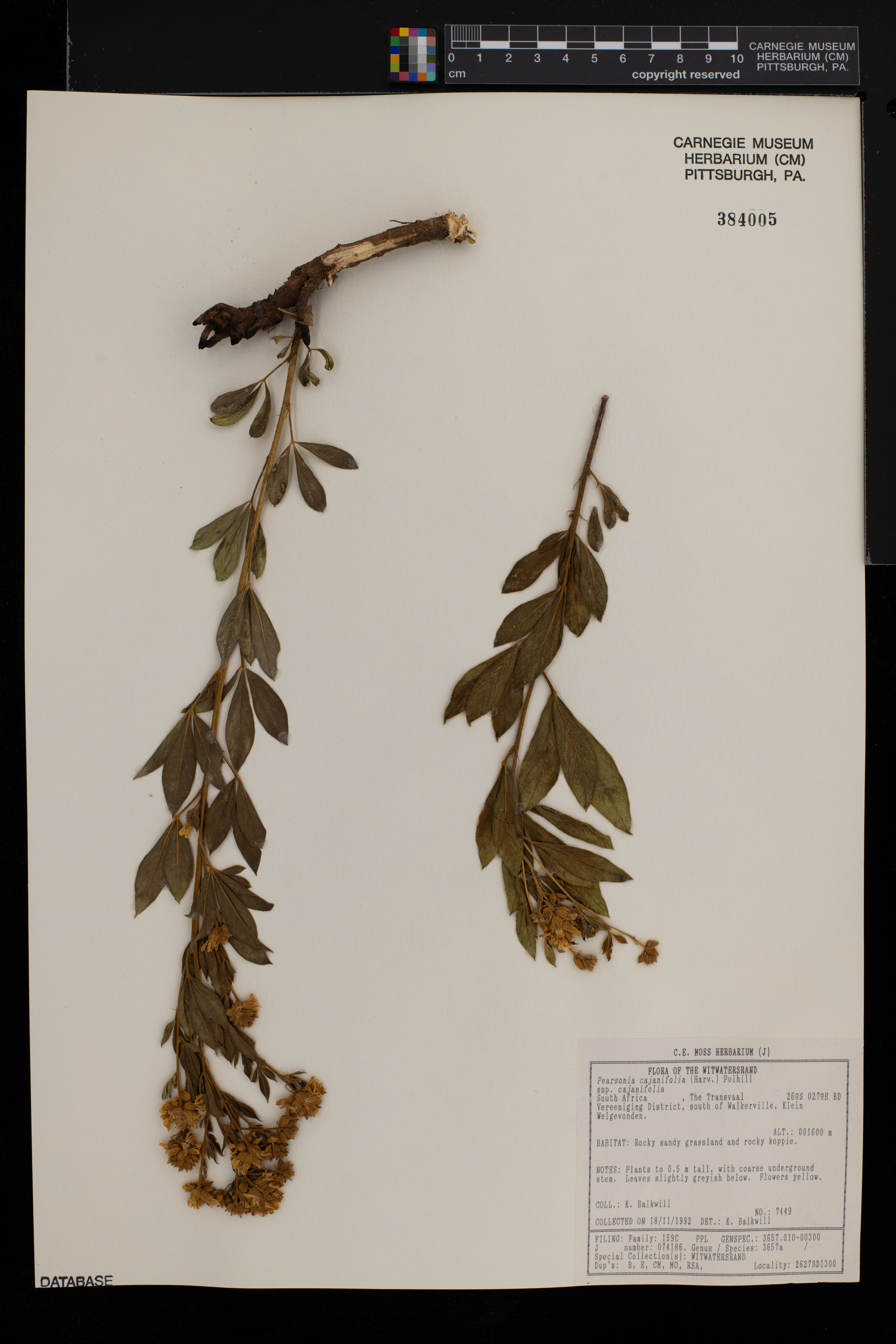 Pearsonia cajanifolia subsp. cajanifolia image