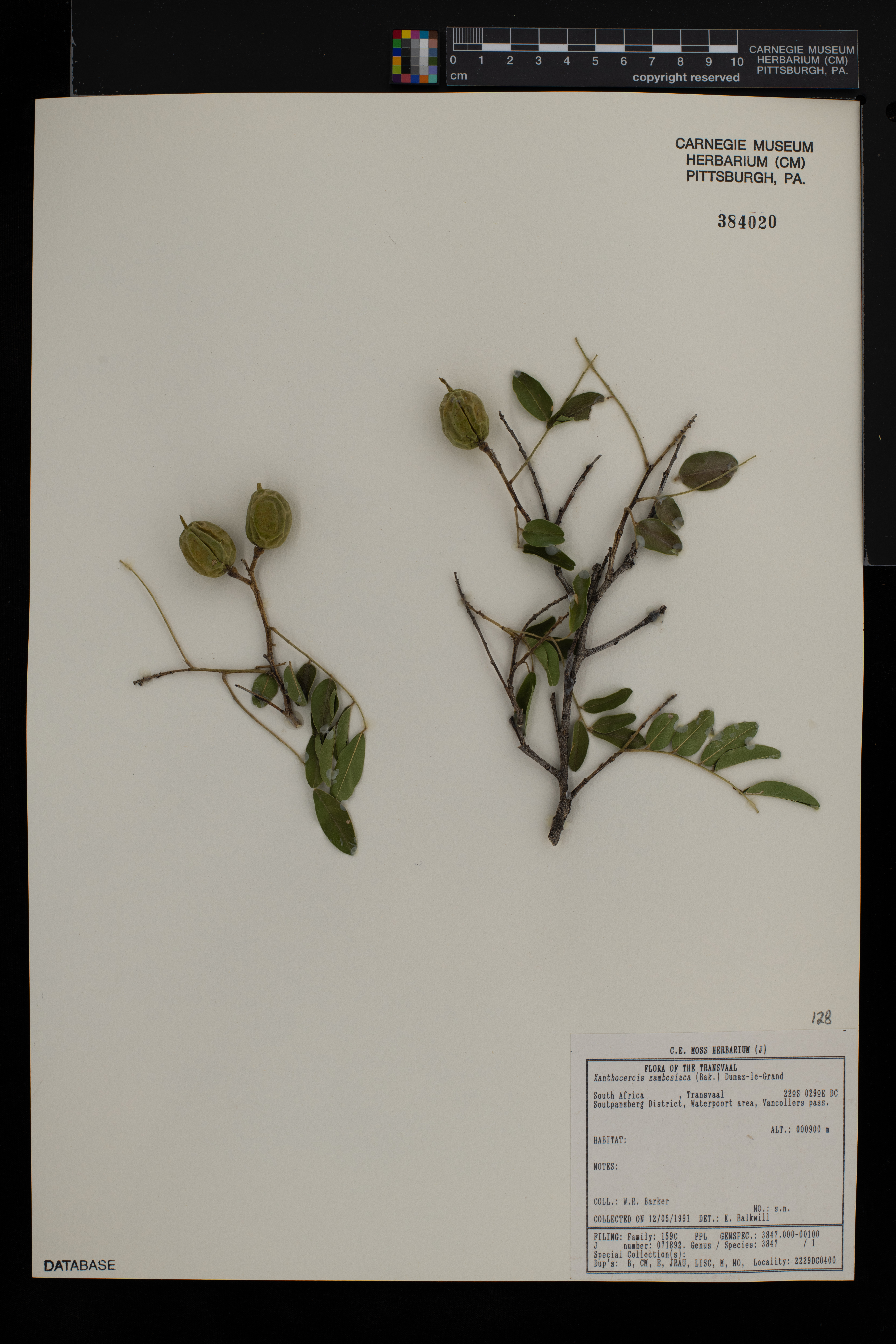 Xanthocercis zambesiaca image