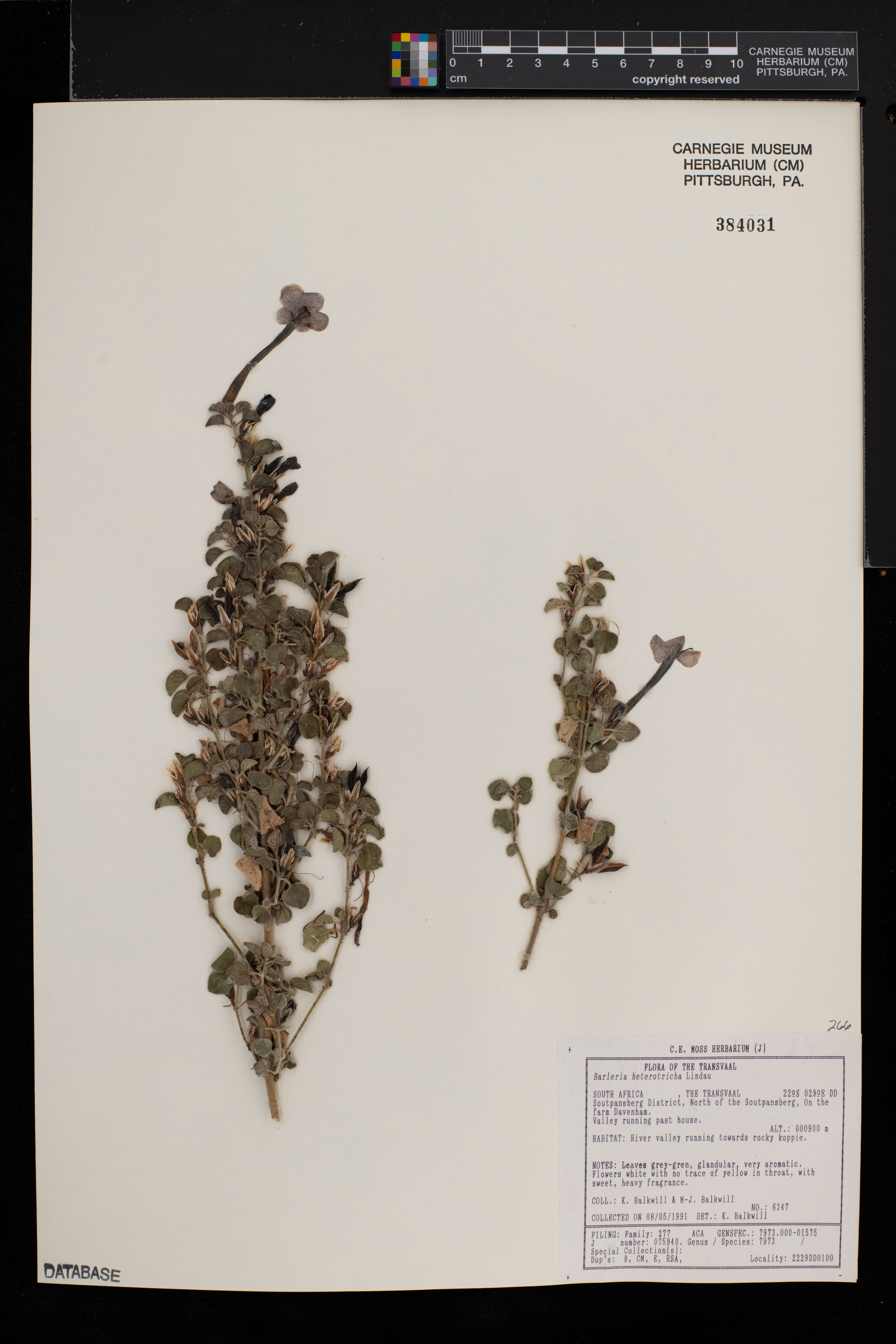 Barleria heterotricha image