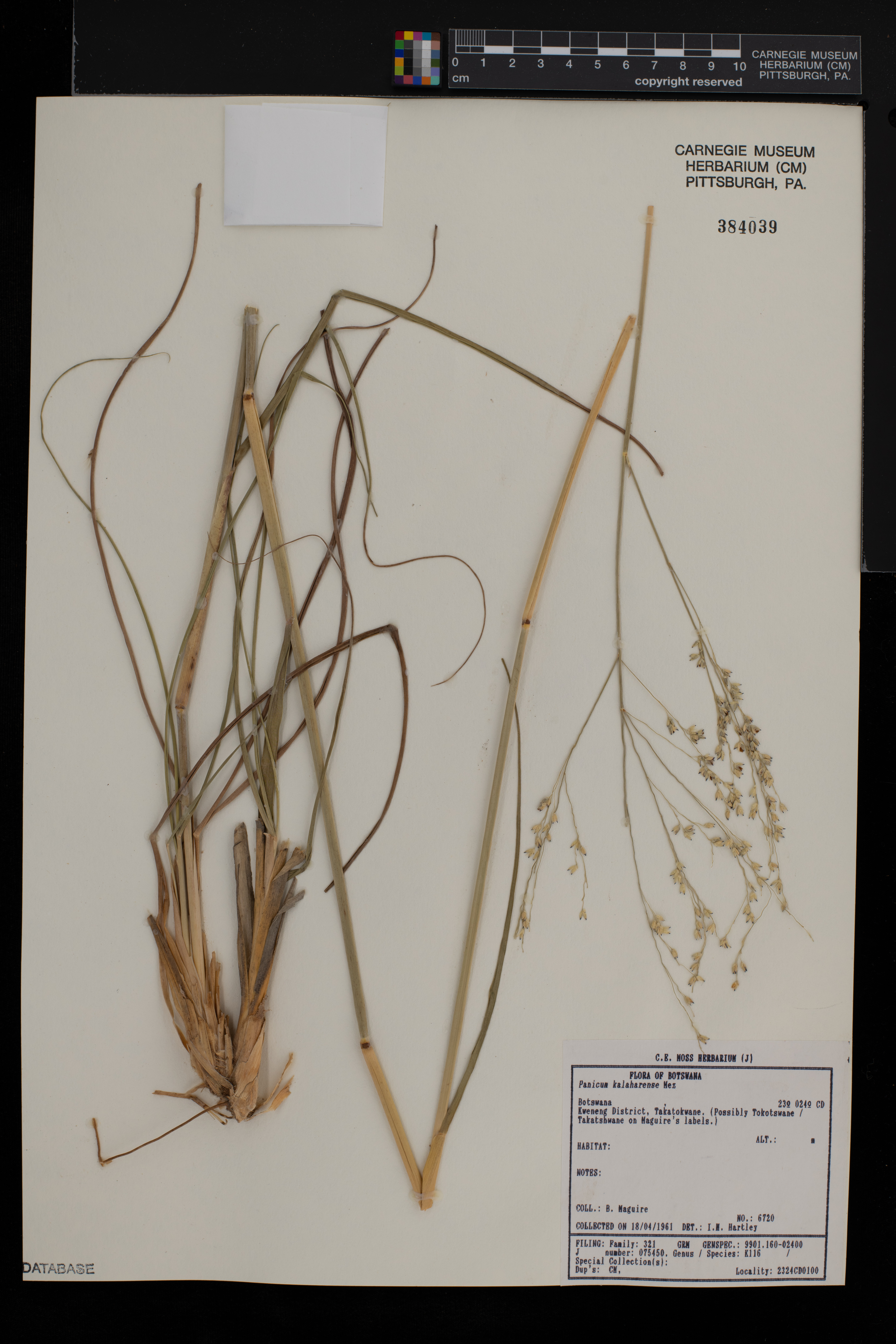 Panicum kalaharense image