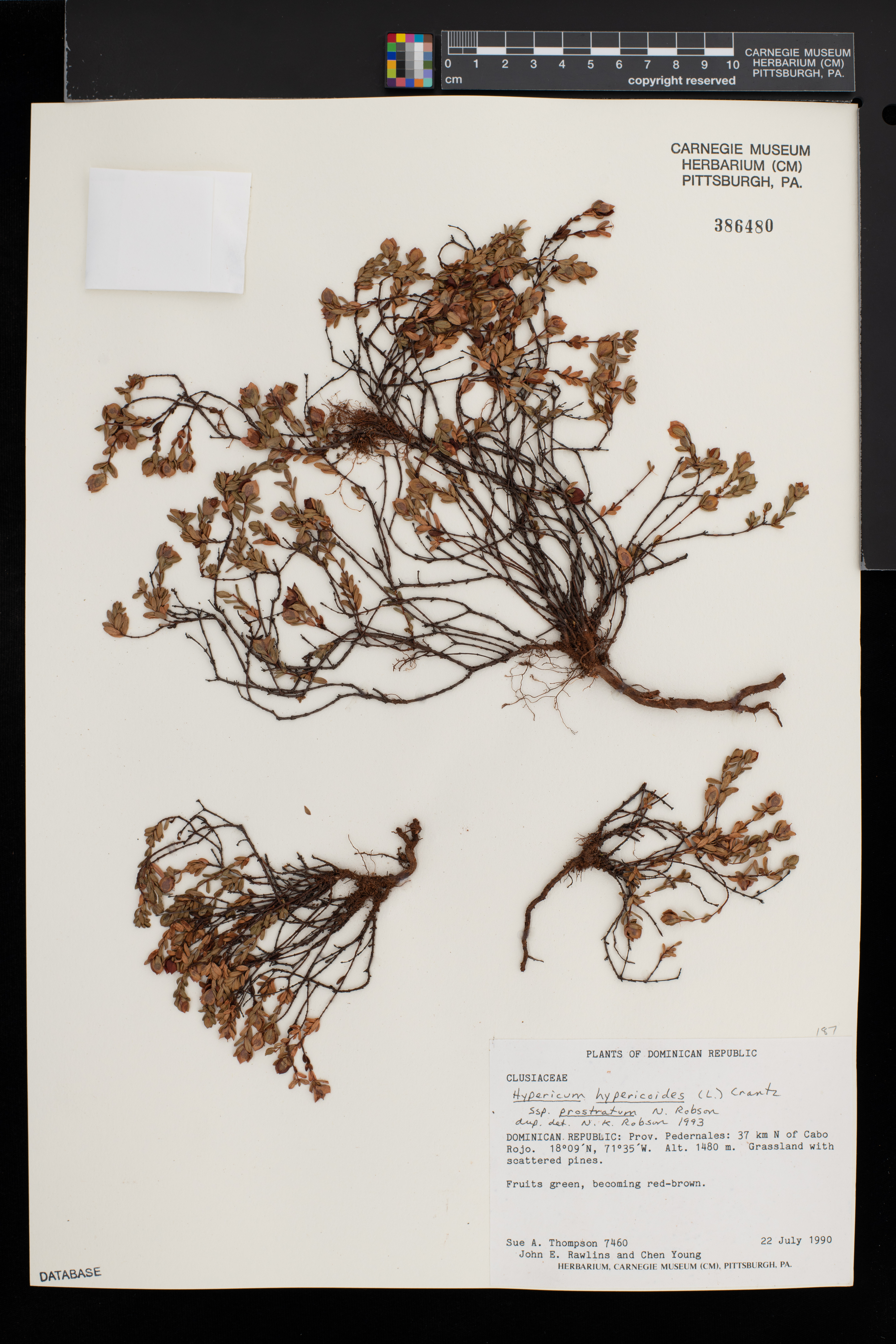Hypericum hypericoides subsp. prostratum image