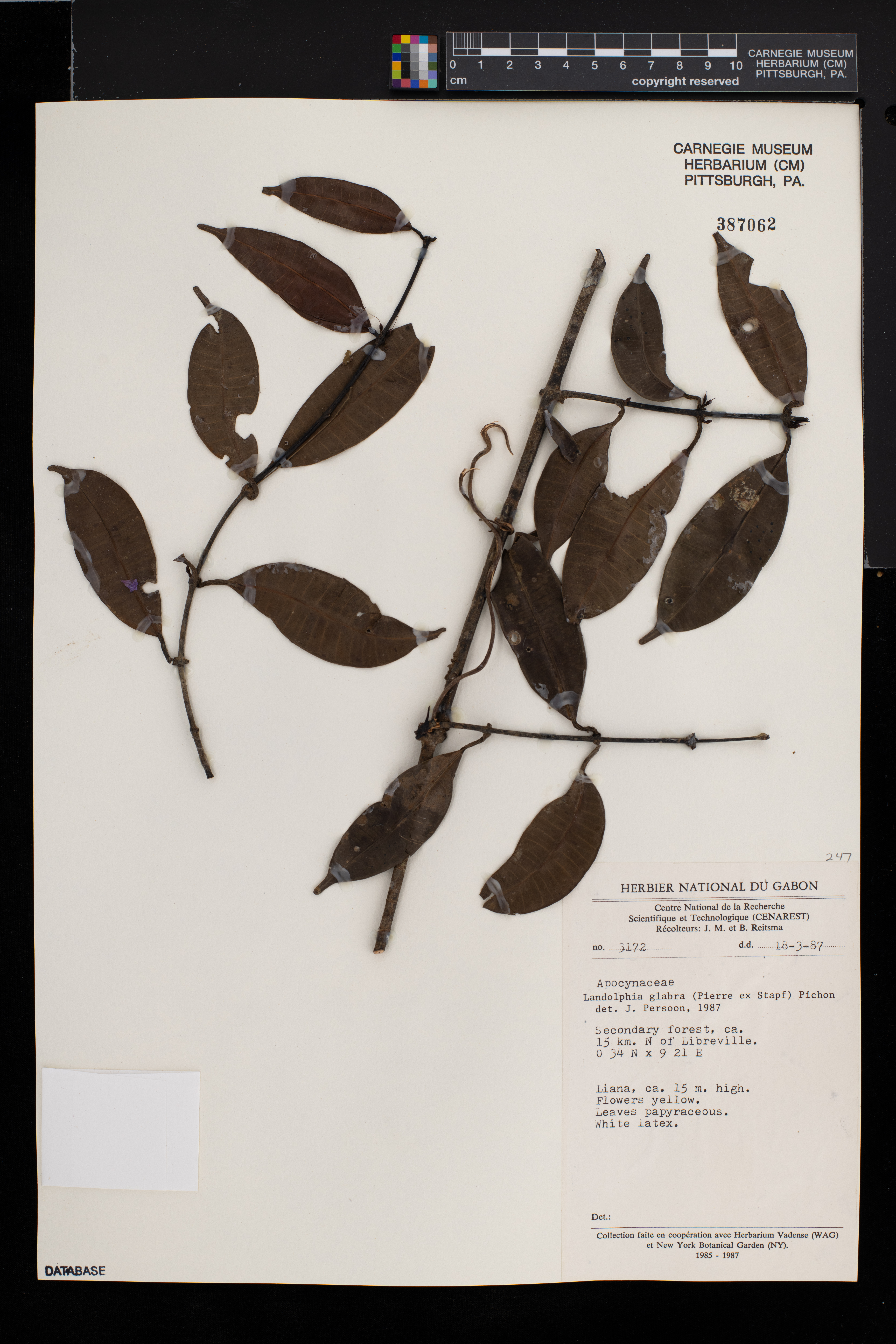 Landolphia glabra image
