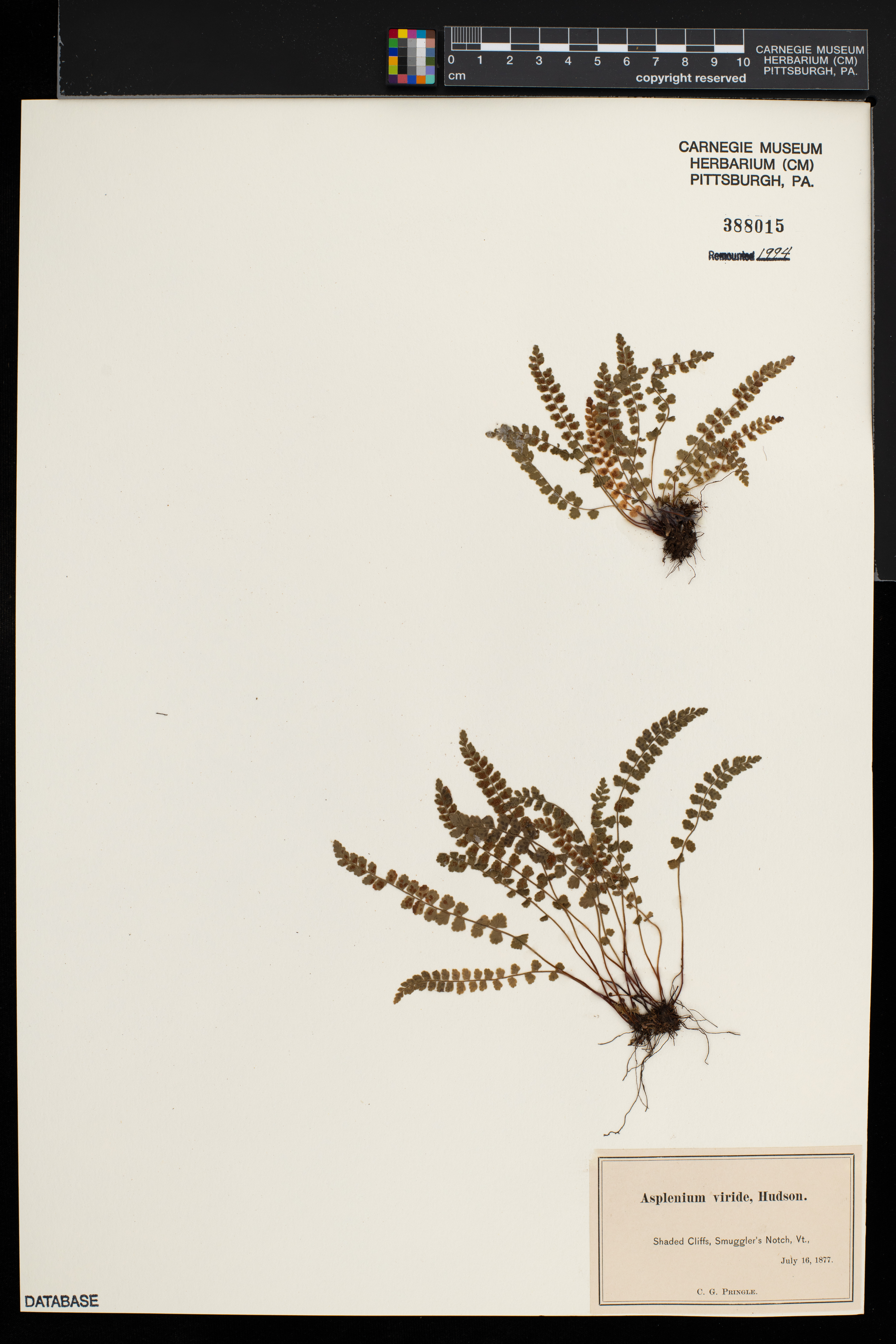 Asplenium trichomanes-ramosum image