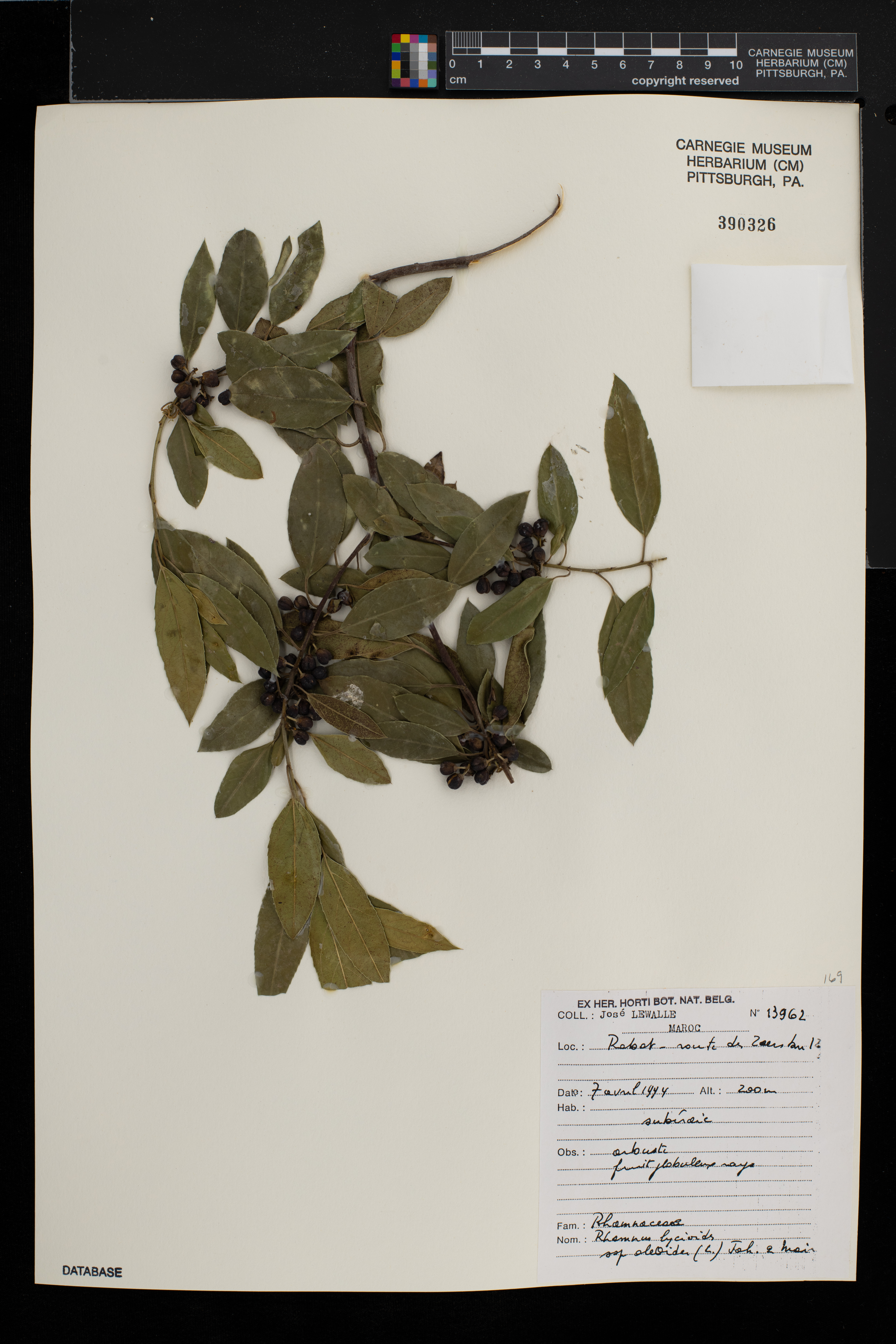 Rhamnus lycioides image