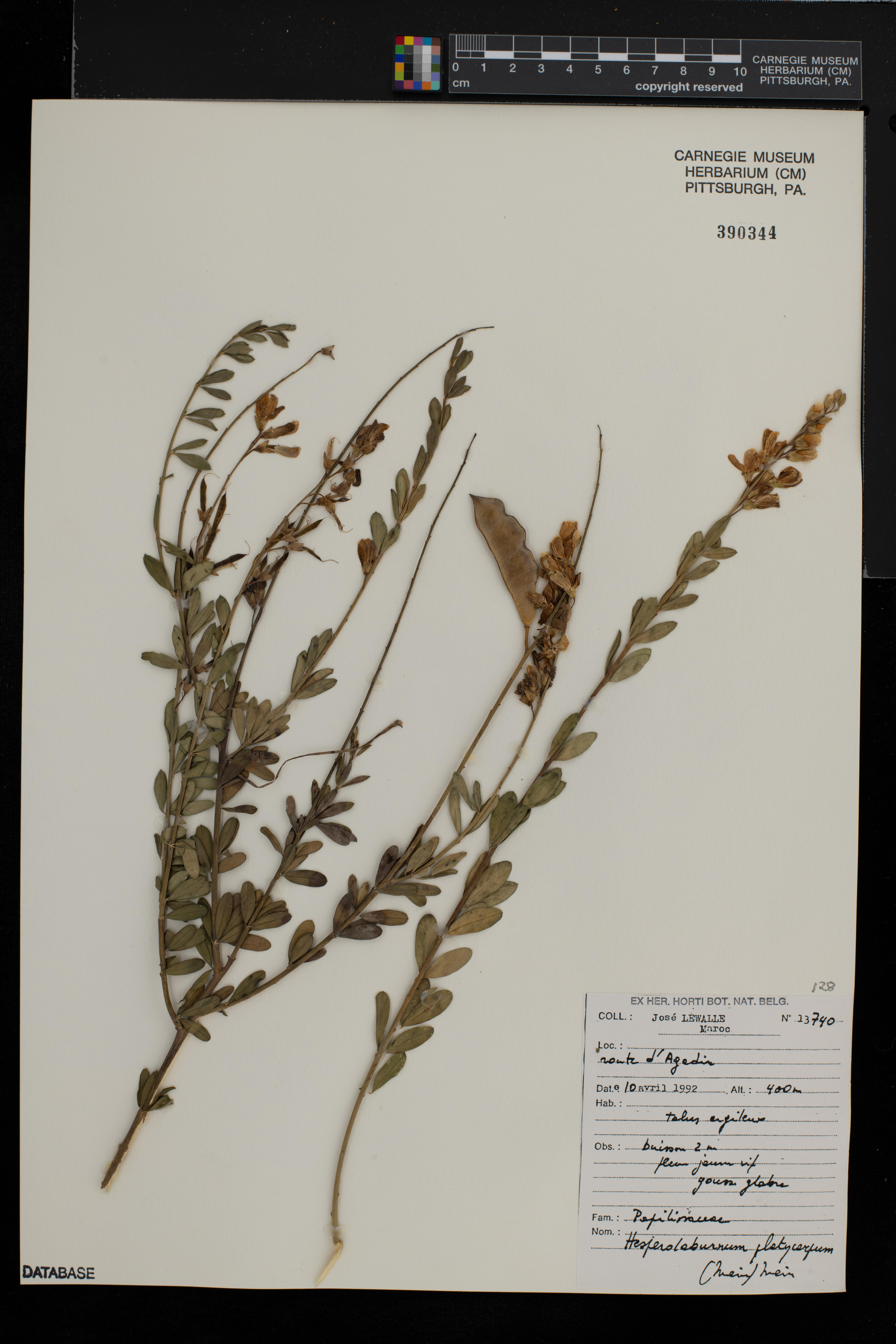 Hesperolaburnum platycarpum image