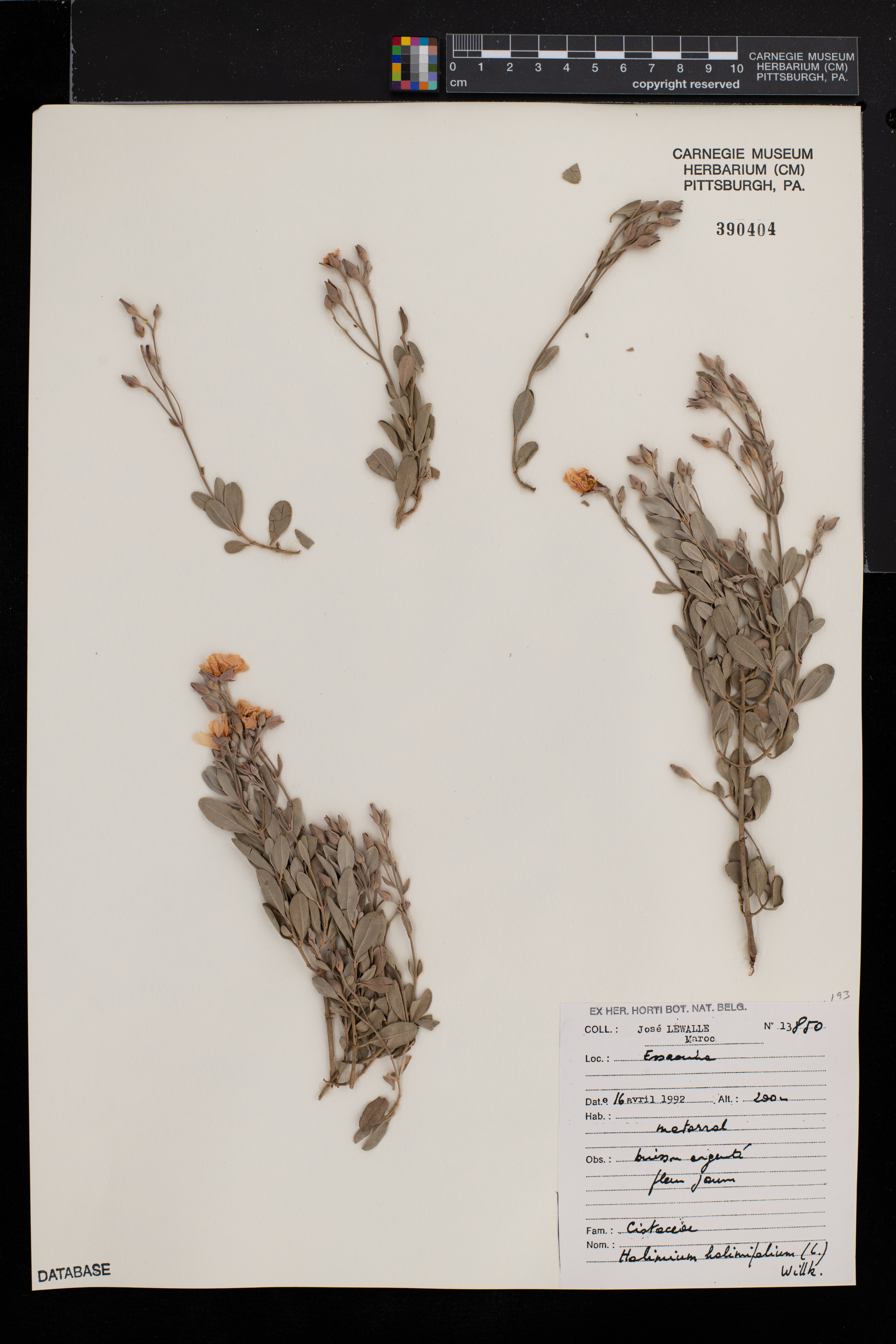Halimium halimifolium image