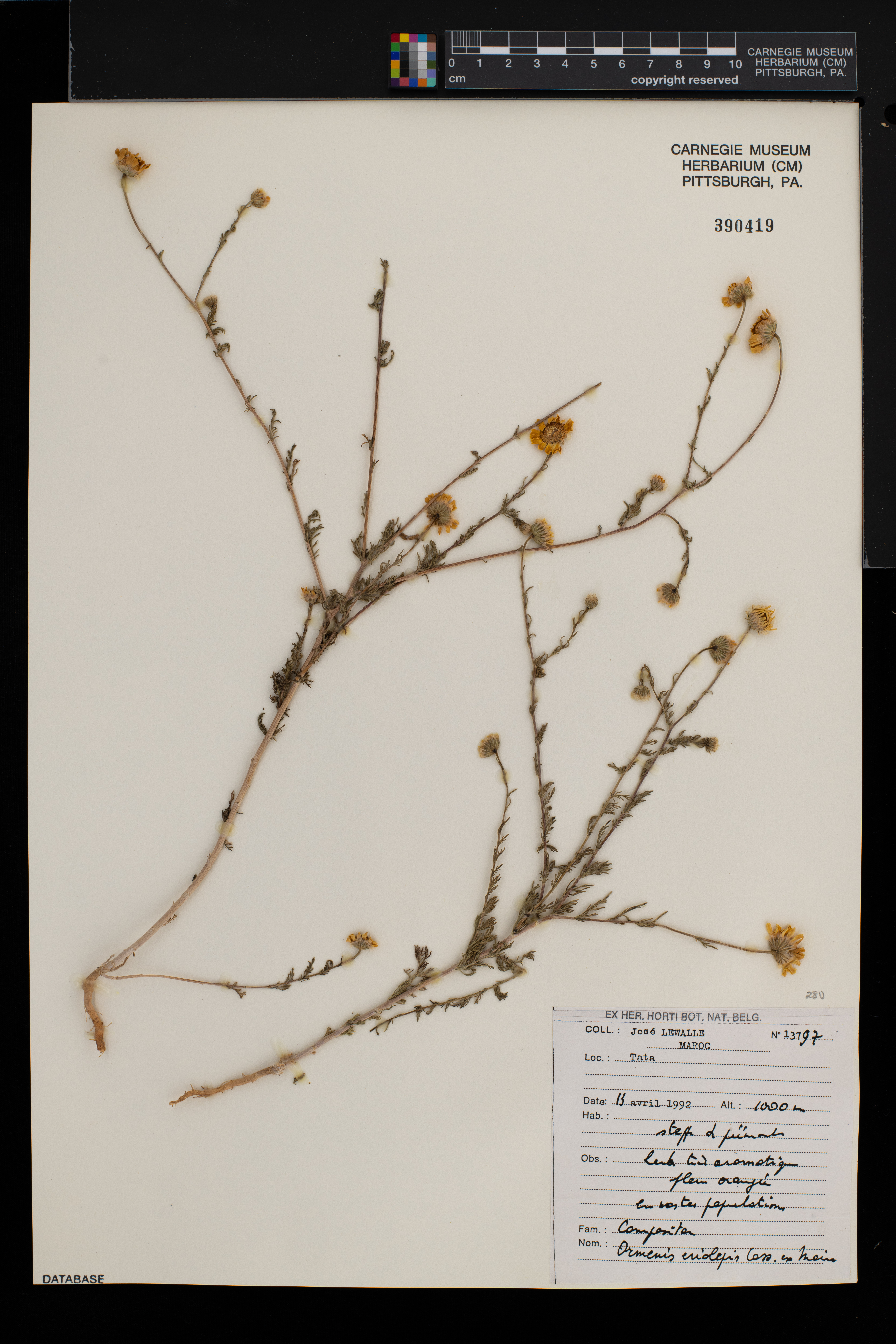 Cladanthus eriolepis image