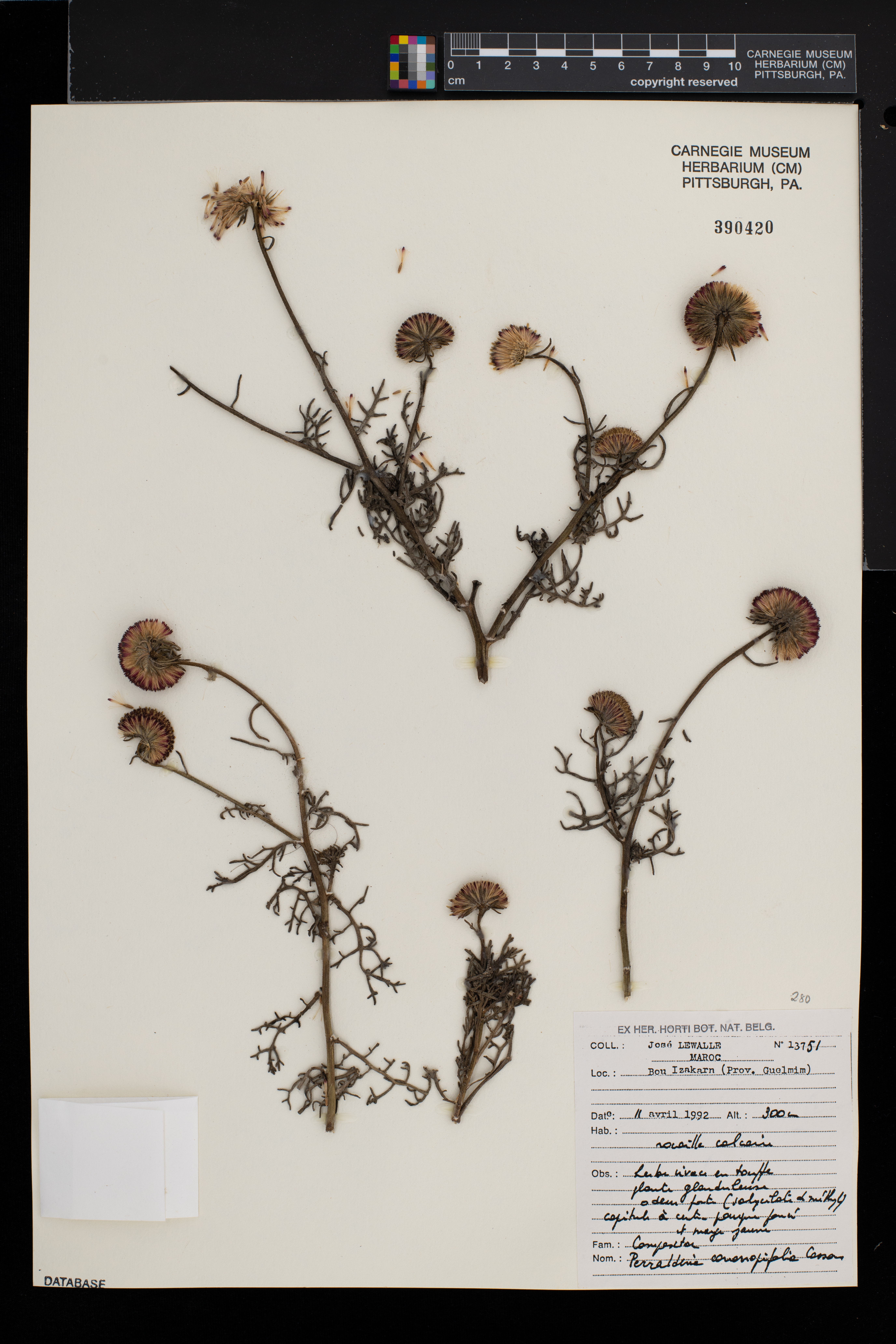 Perralderia coronopifolia image
